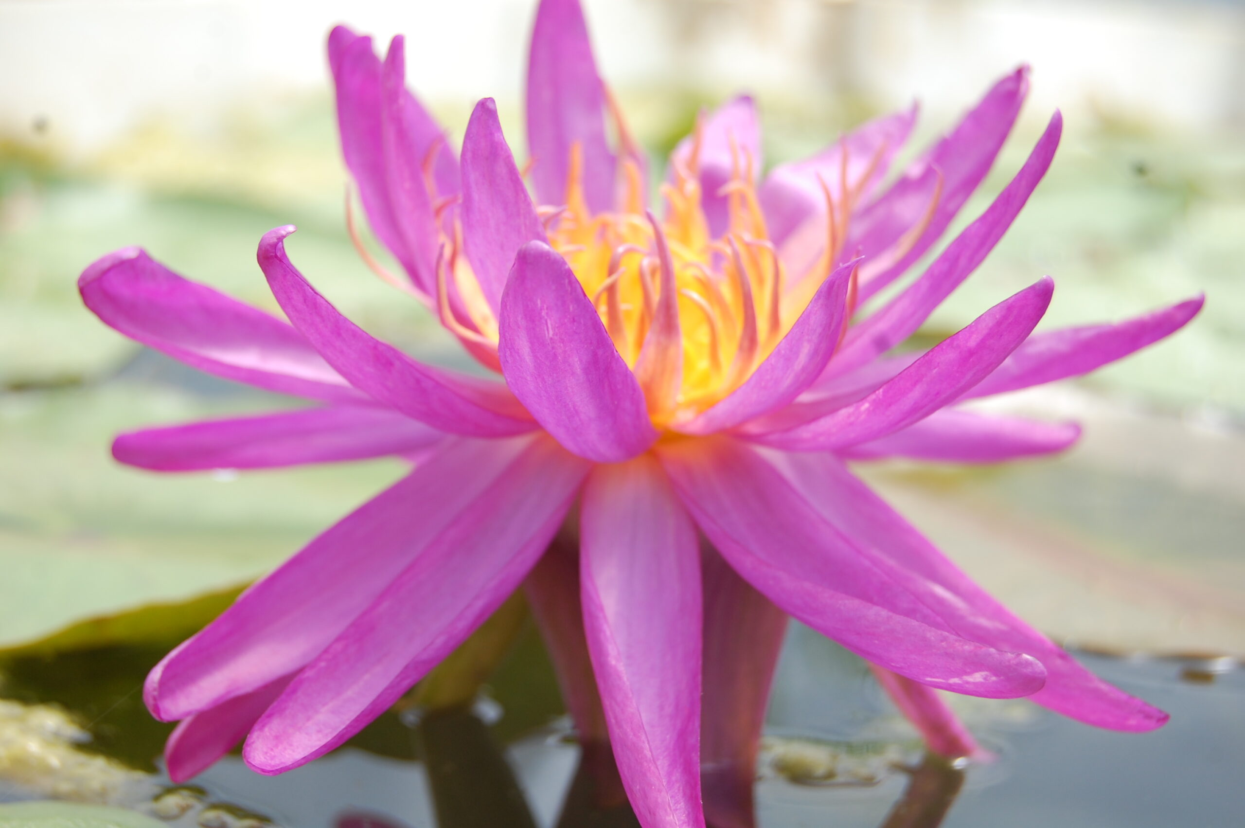 acheter nénuphar isg nymphaea Firmament for sale buy on line (4)