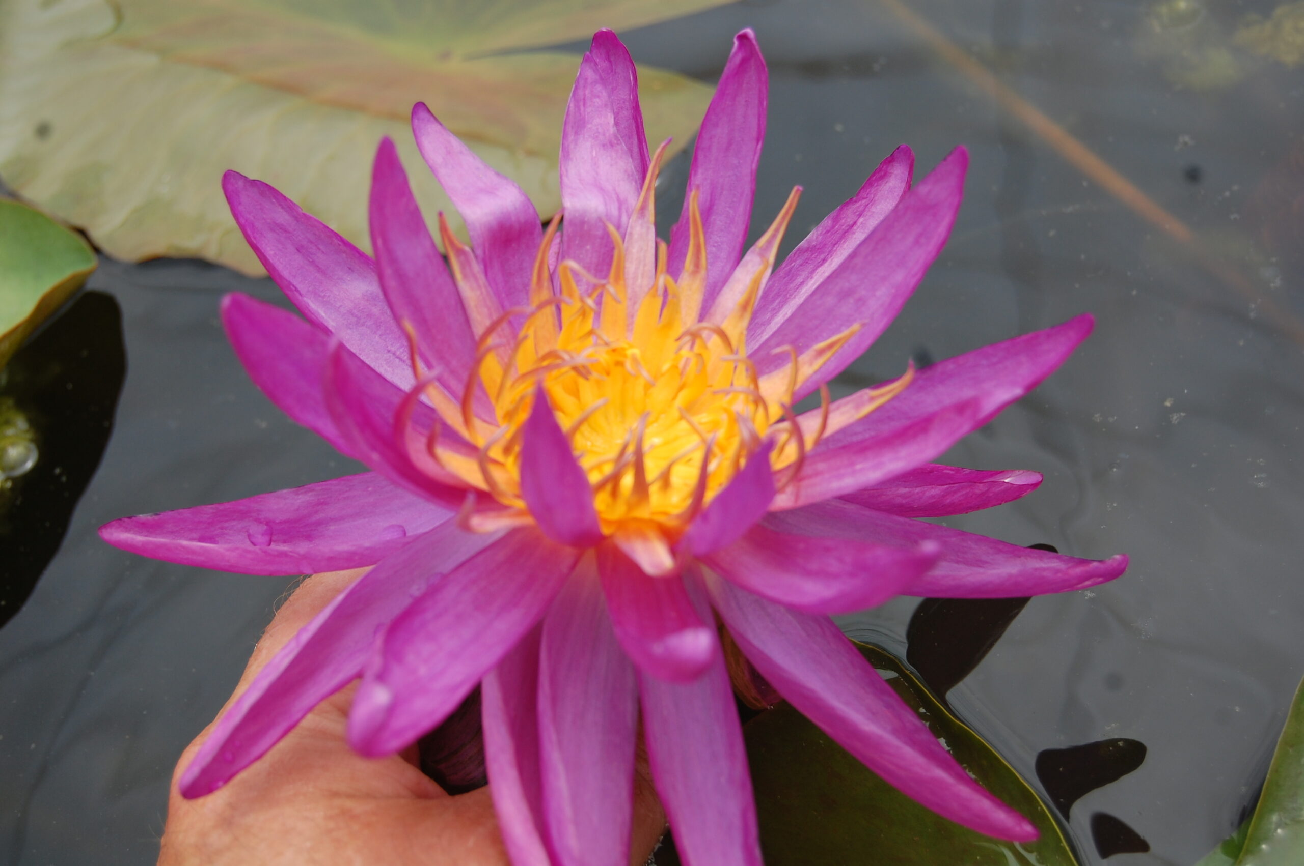acheter nénuphar isg nymphaea Firmament for sale buy on line (43)