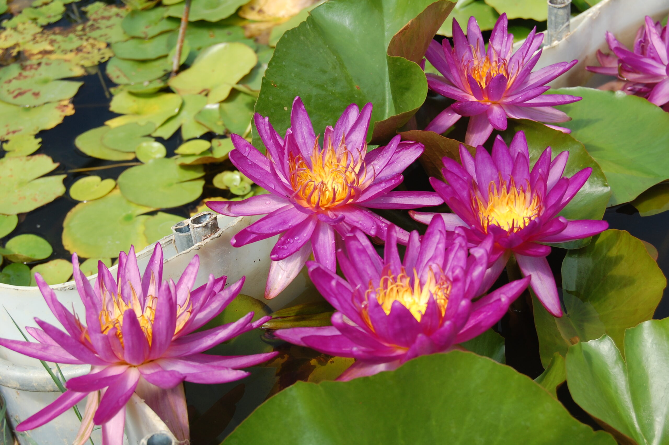 acheter nénuphar isg nymphaea Firmament for sale buy on line (45)