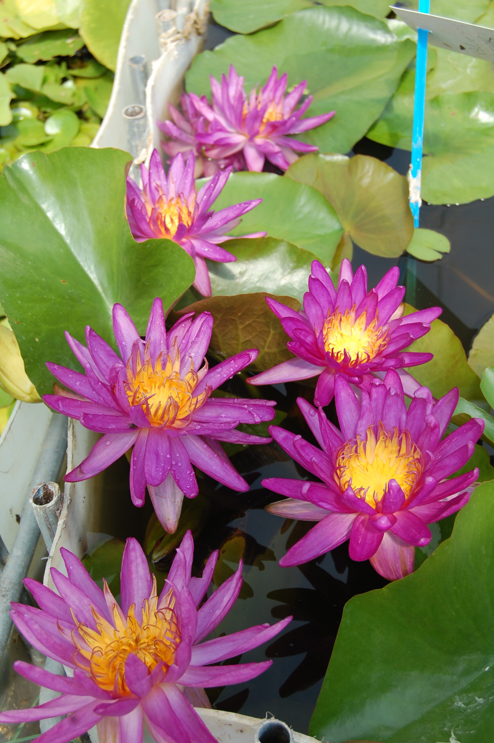 acheter nénuphar isg nymphaea Firmament for sale buy on line (50)