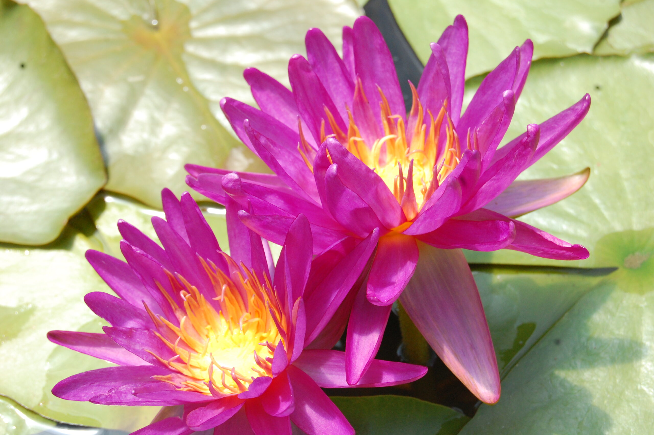 acheter nénuphar isg nymphaea Firmament for sale buy on line (52)