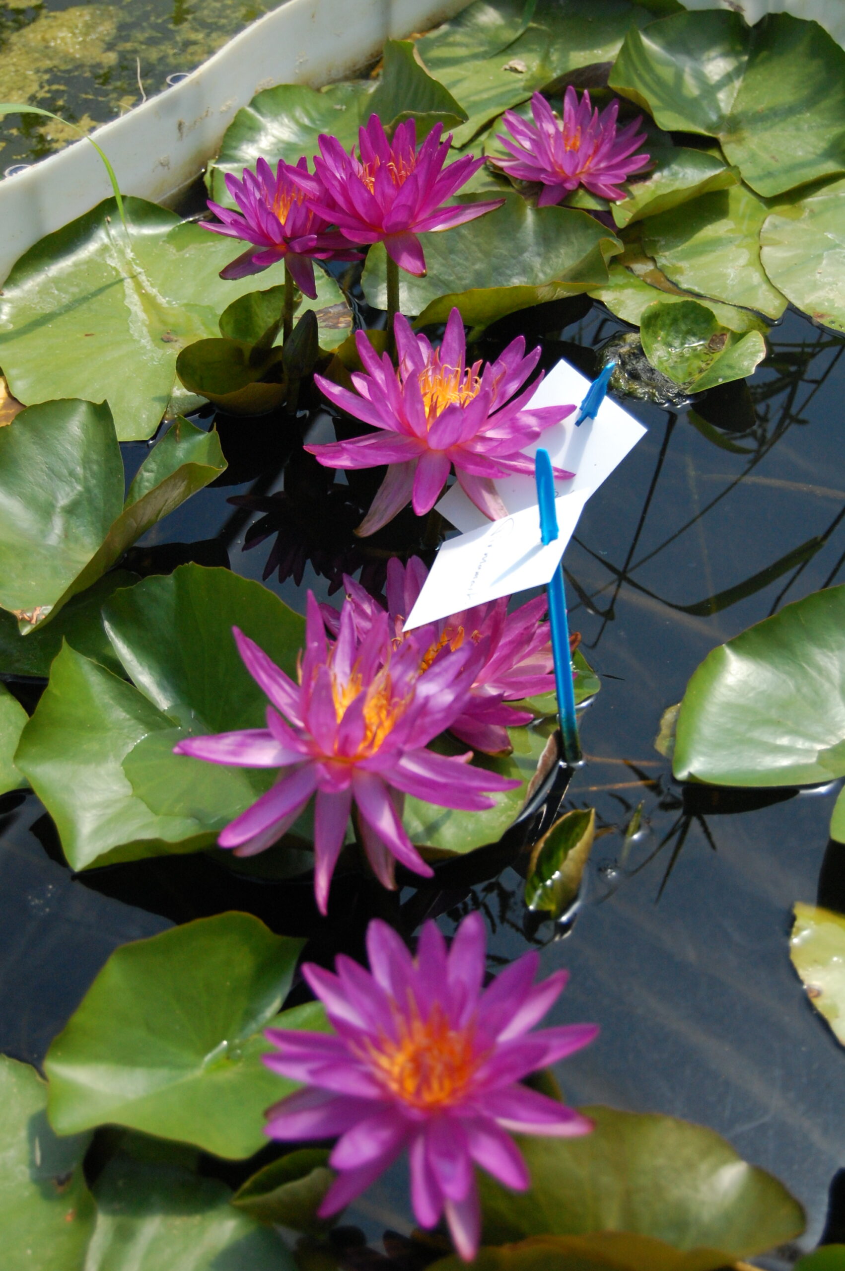 acheter nénuphar isg nymphaea Firmament for sale buy on line (57)