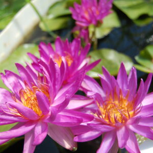 acheter nénuphar isg nymphaea Firmament for sale buy on line (63)