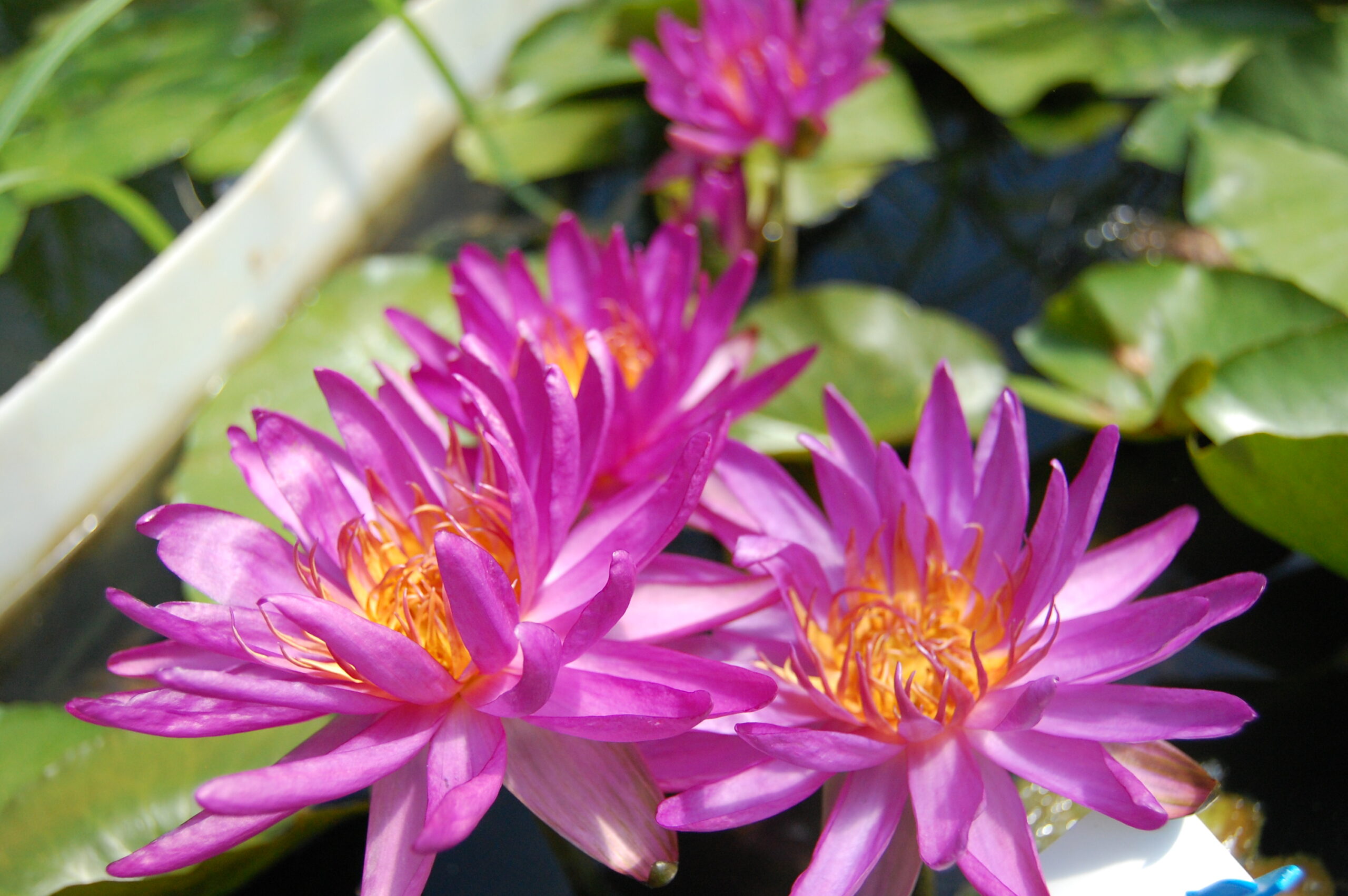 acheter nénuphar isg nymphaea Firmament for sale buy on line (63)