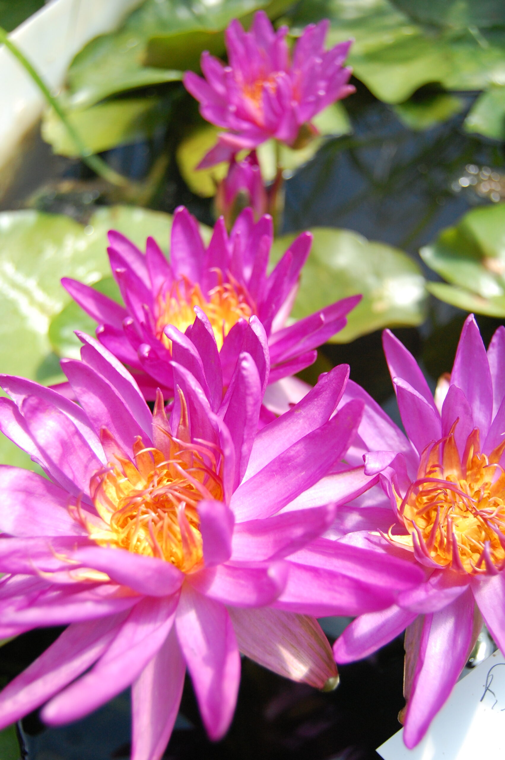 acheter nénuphar isg nymphaea Firmament for sale buy on line (64)