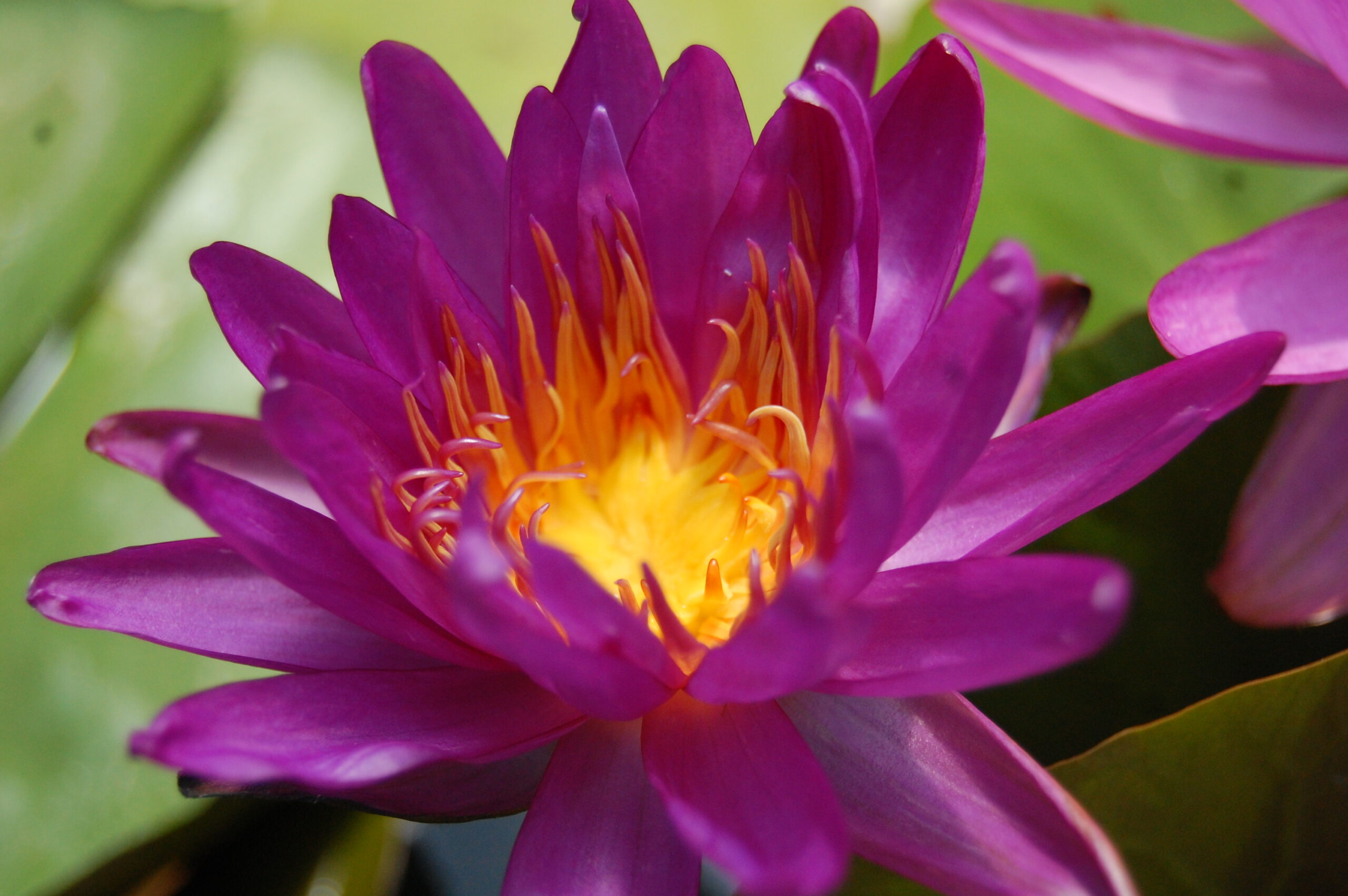 acheter nénuphar isg nymphaea Firmament for sale buy on line (67)