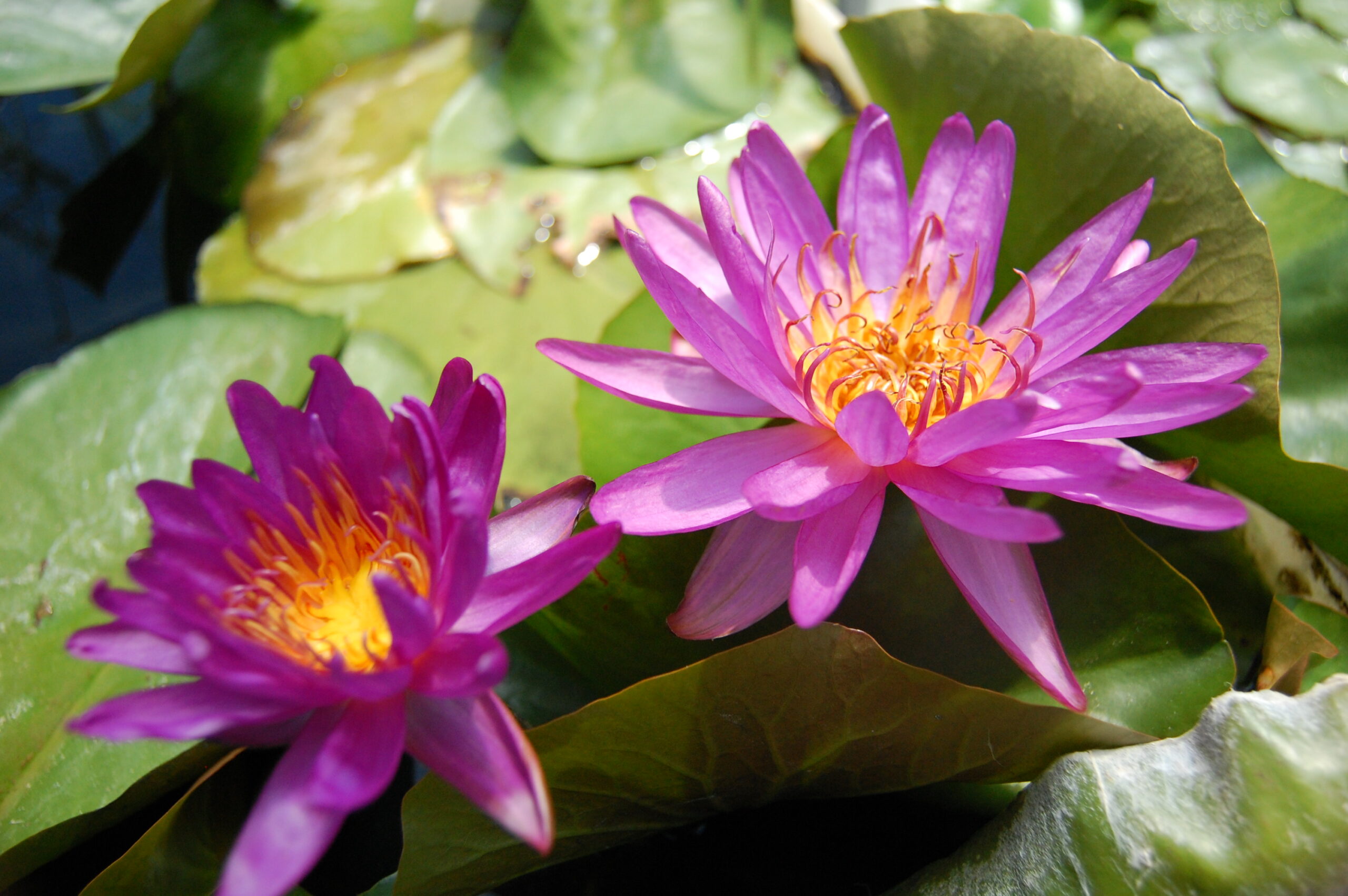 acheter nénuphar isg nymphaea Firmament for sale buy on line (69)