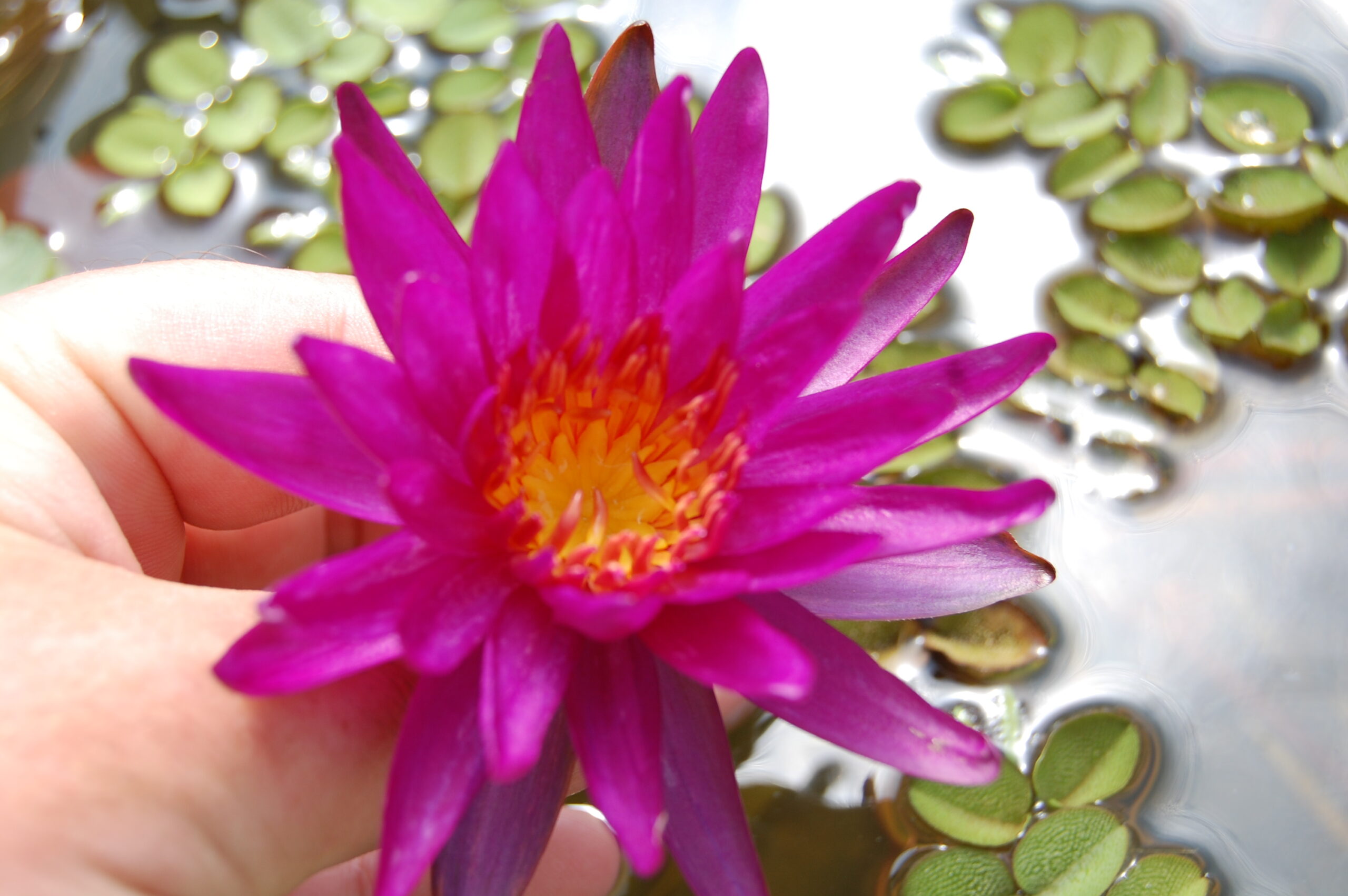 acheter nénuphar isg nymphaea Paola Teresa for sale buy on line (19)