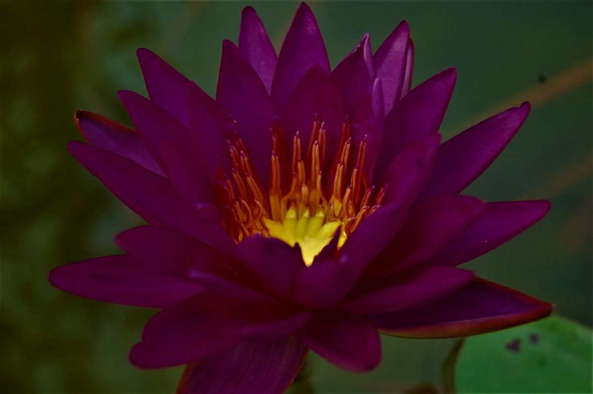 acheter nénuphar isg nymphaea Paola Teresa for sale buy on line (28)