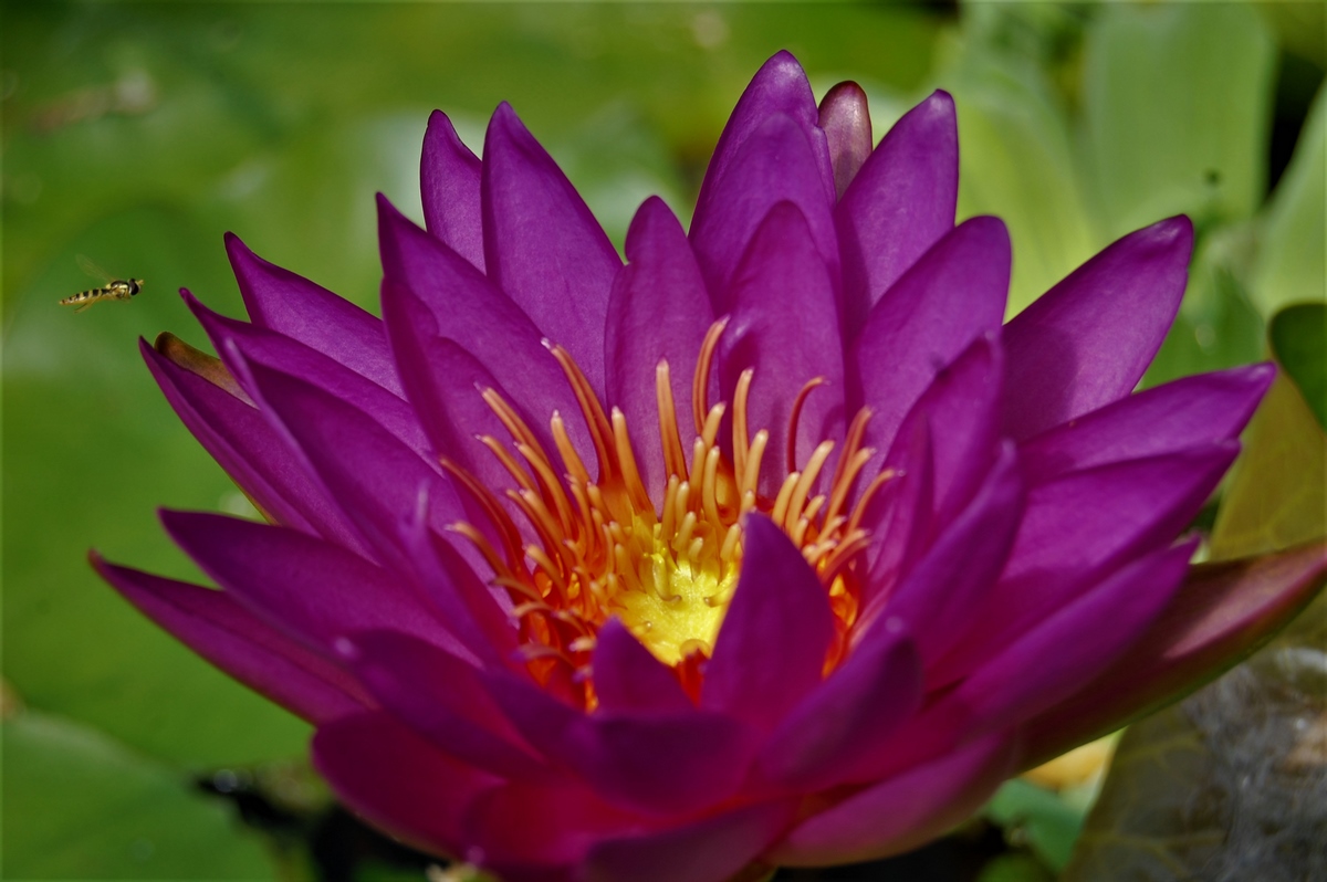 acheter nénuphar isg nymphaea Paola Teresa for sale buy on line (46)