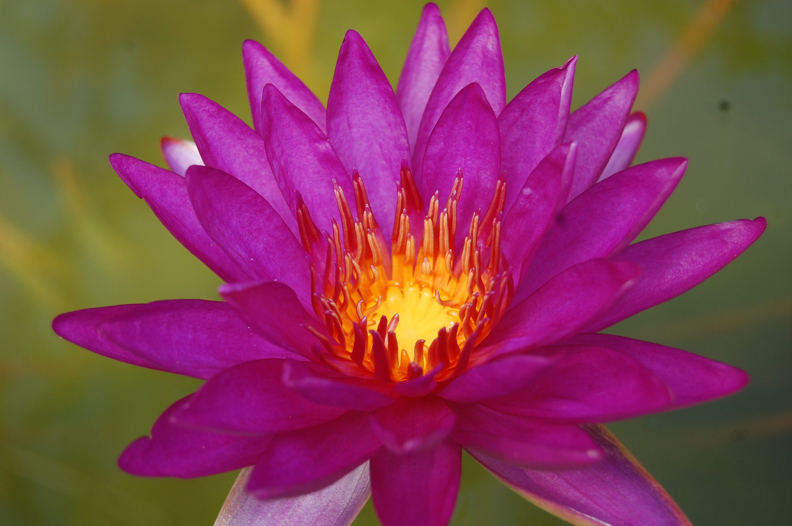 acheter nénuphar isg nymphaea Paola Teresa for sale buy on line (53)