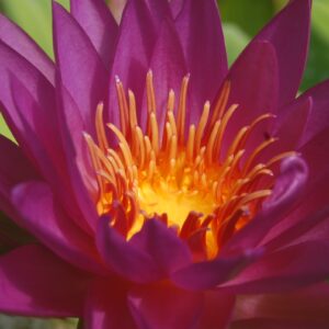 acheter nénuphar isg nymphaea Paola Teresa for sale buy on line (54)