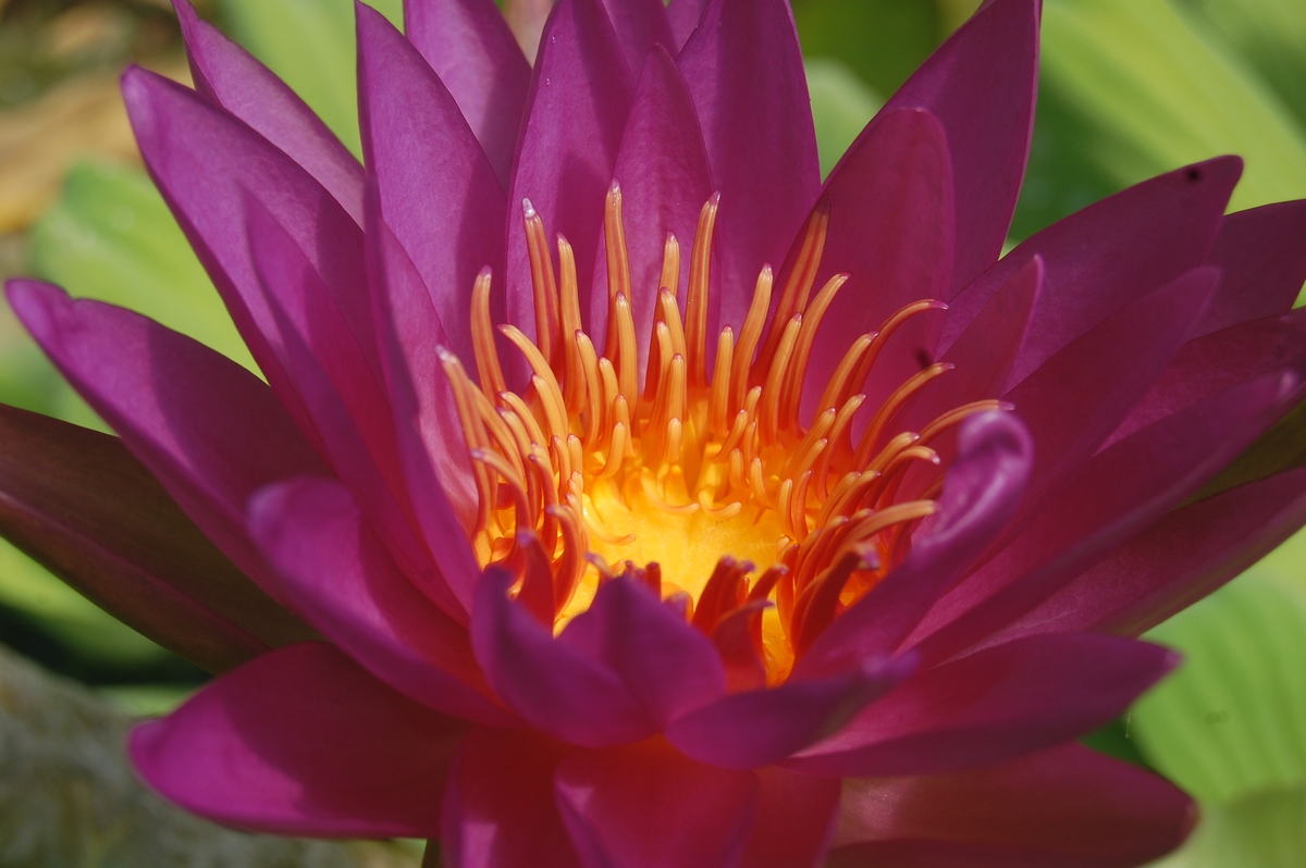 acheter nénuphar isg nymphaea Paola Teresa for sale buy on line (54)