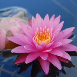 acheter nénuphar nymhaea Dallas for sale buy on line (1)