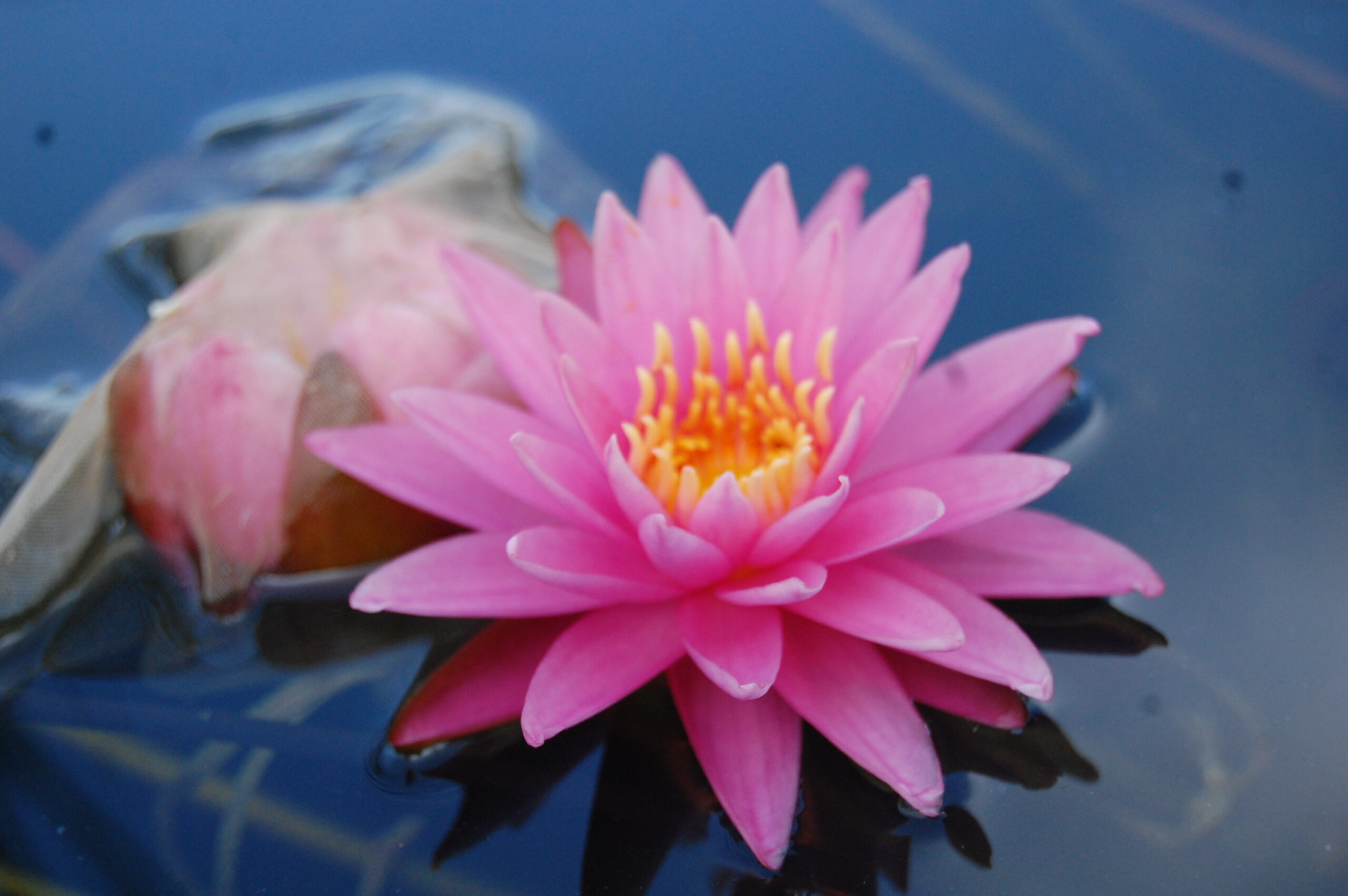 acheter nénuphar nymhaea Dallas for sale buy on line (1)