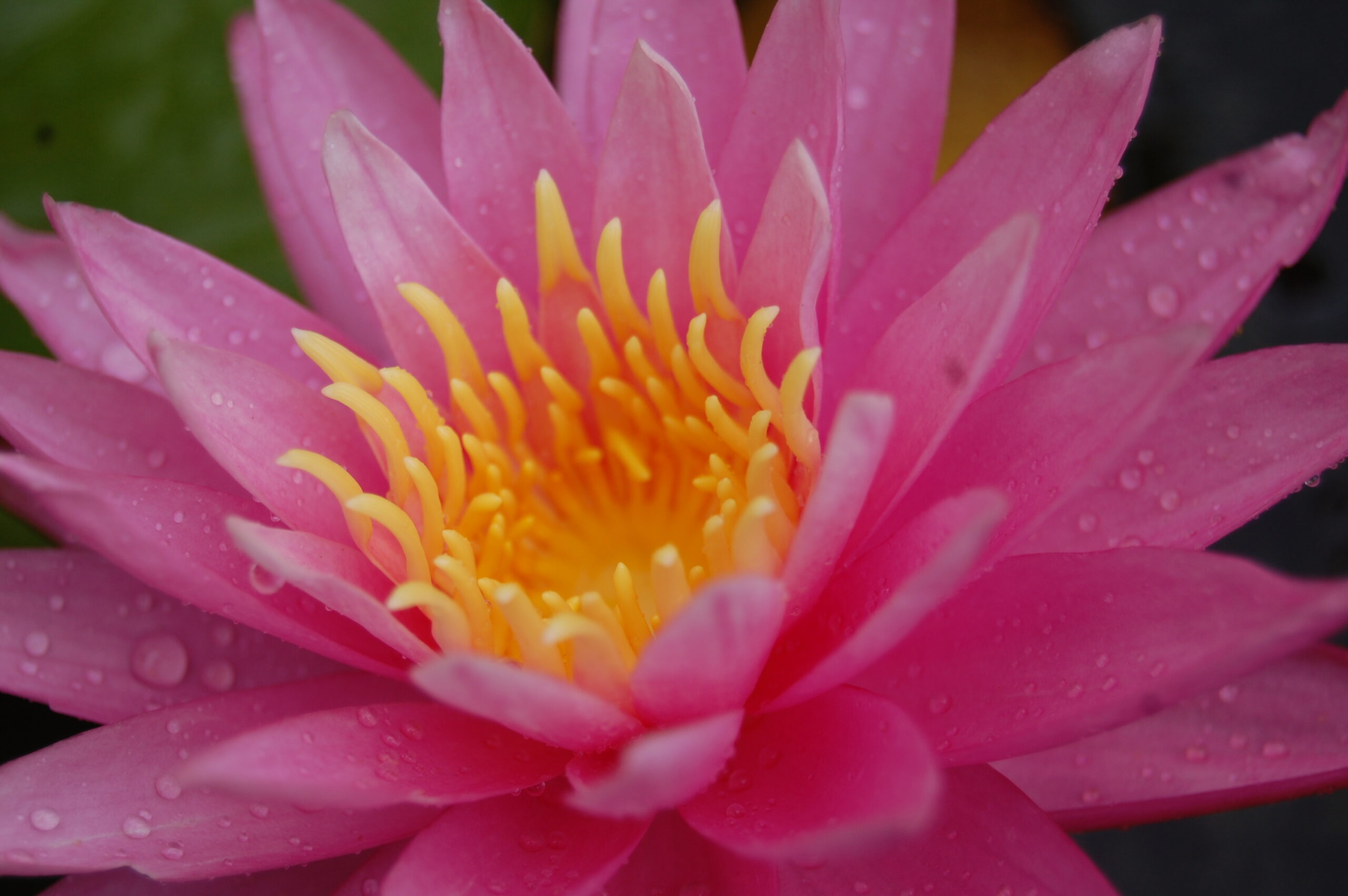 acheter nénuphar nymhaea Dallas for sale buy on line (11)