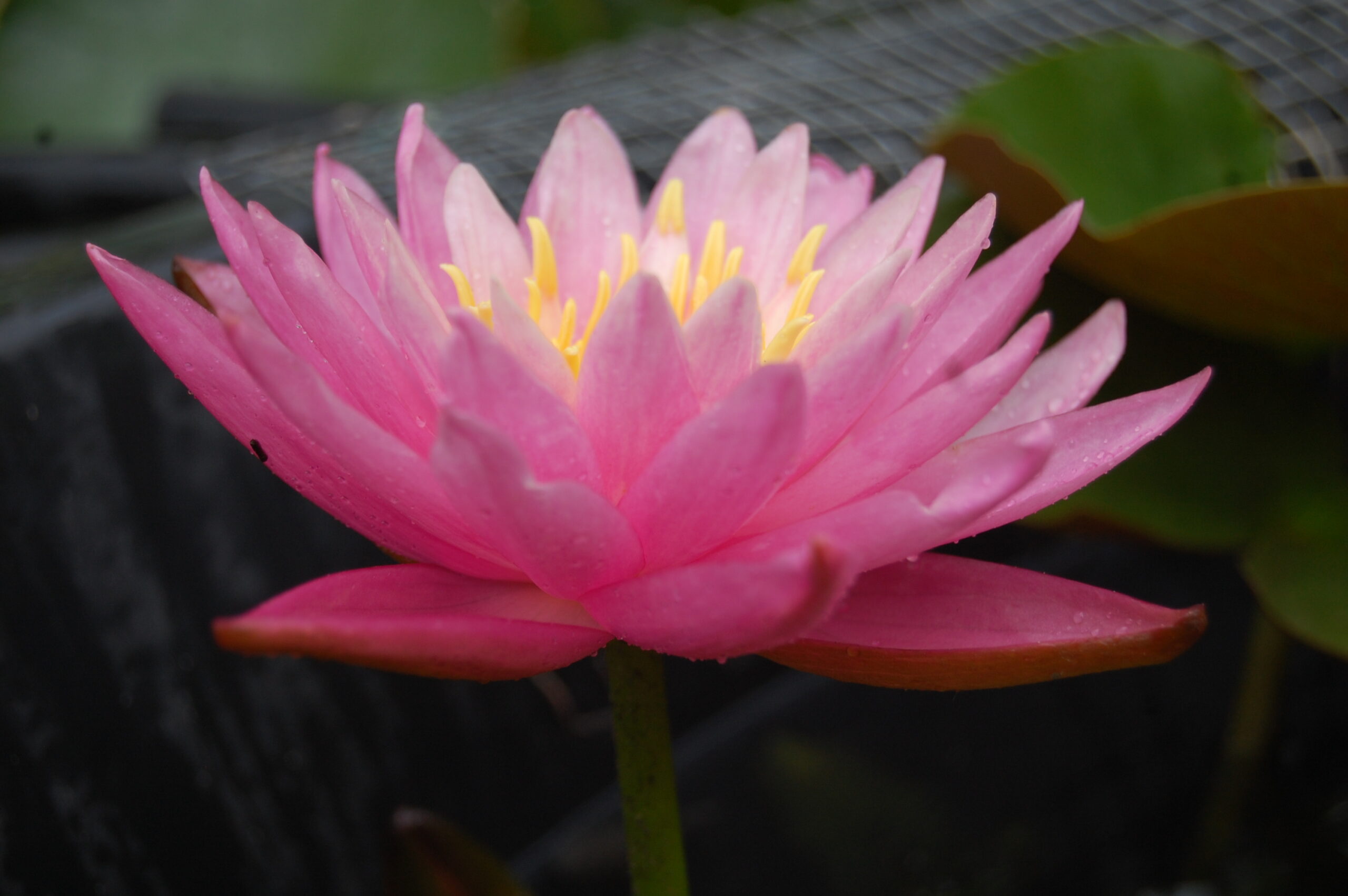 acheter nénuphar nymhaea Dallas for sale buy on line (15)