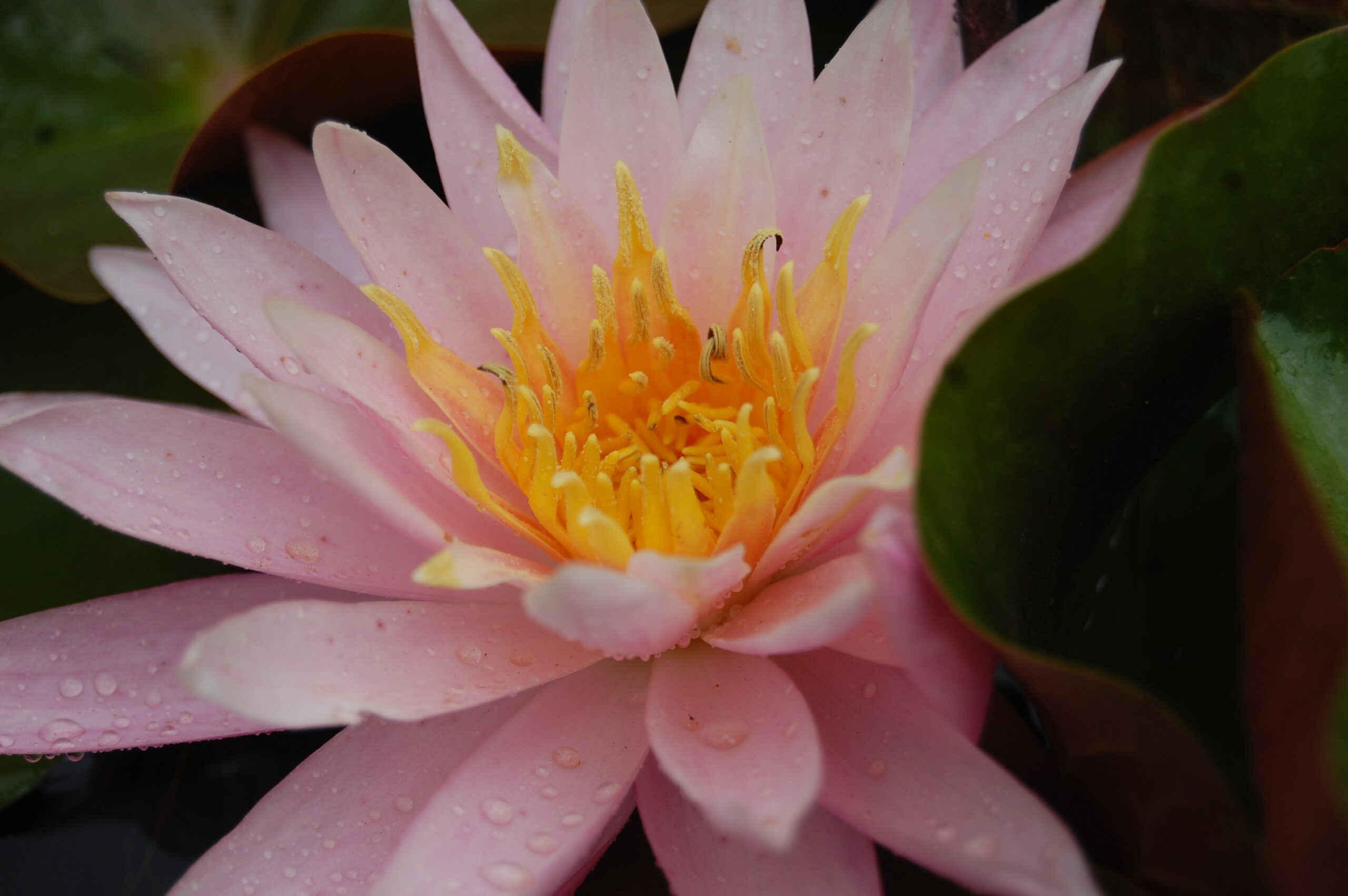 acheter nénuphar nymhaea Dallas for sale buy on line (16)