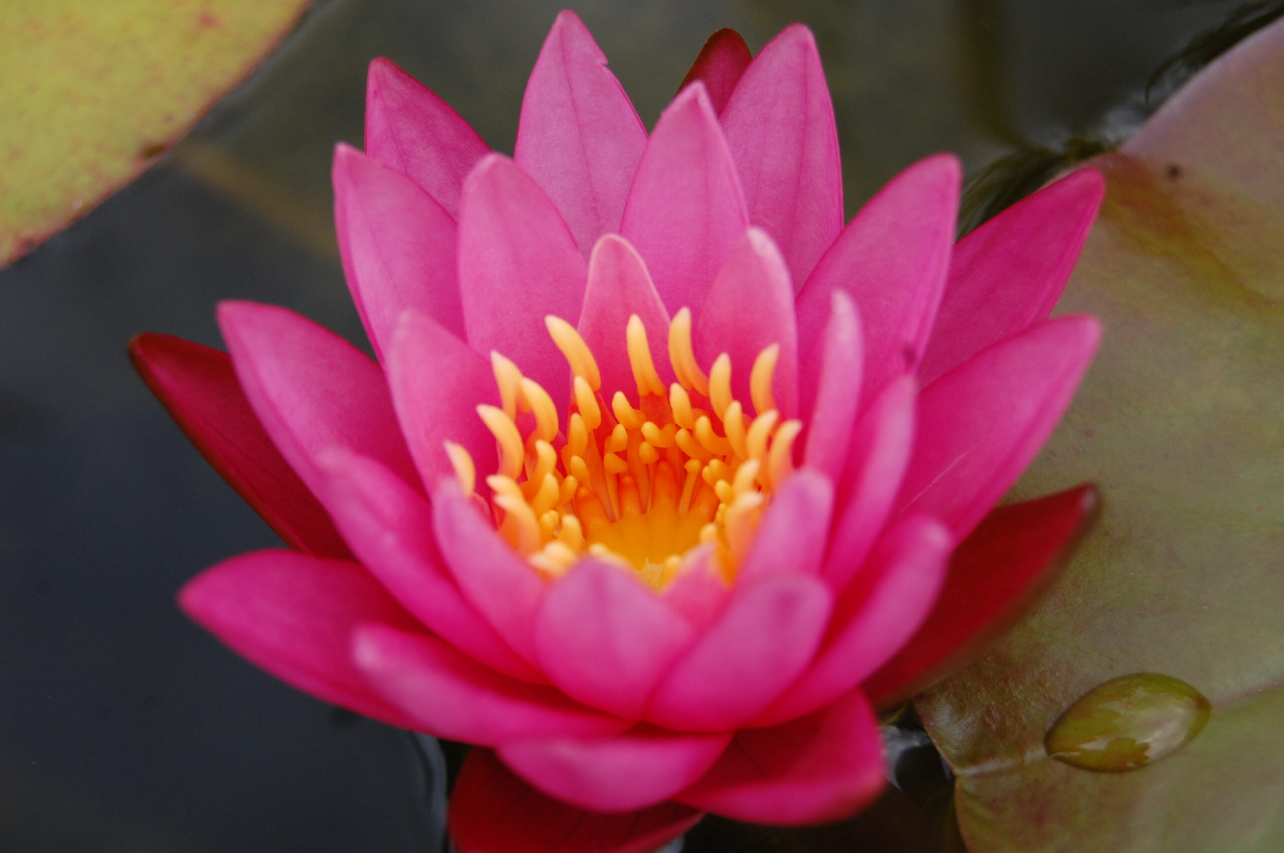 acheter nénuphar nymhaea Dallas for sale buy on line (19)