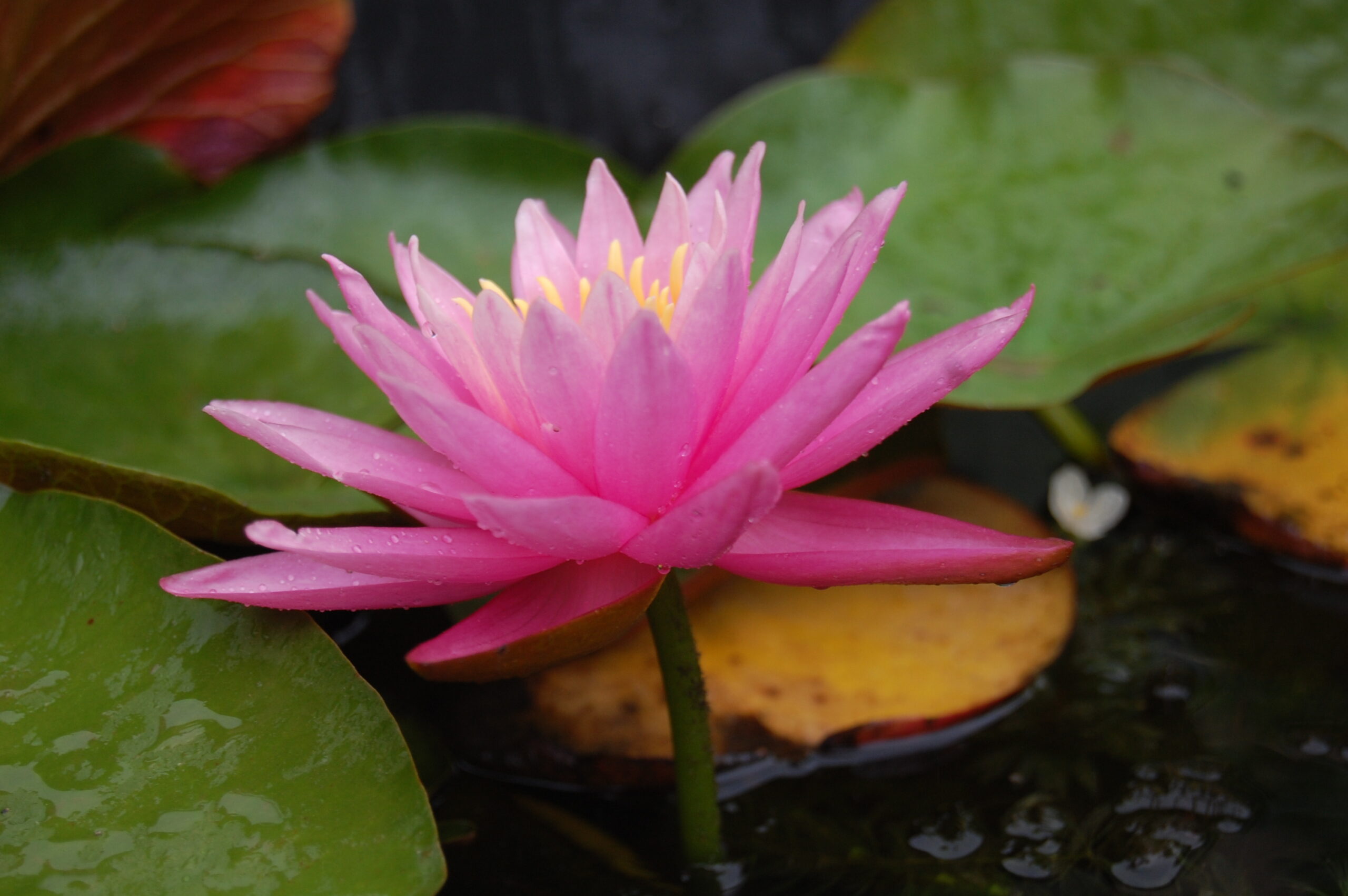 acheter nénuphar nymhaea Dallas for sale buy on line (7)