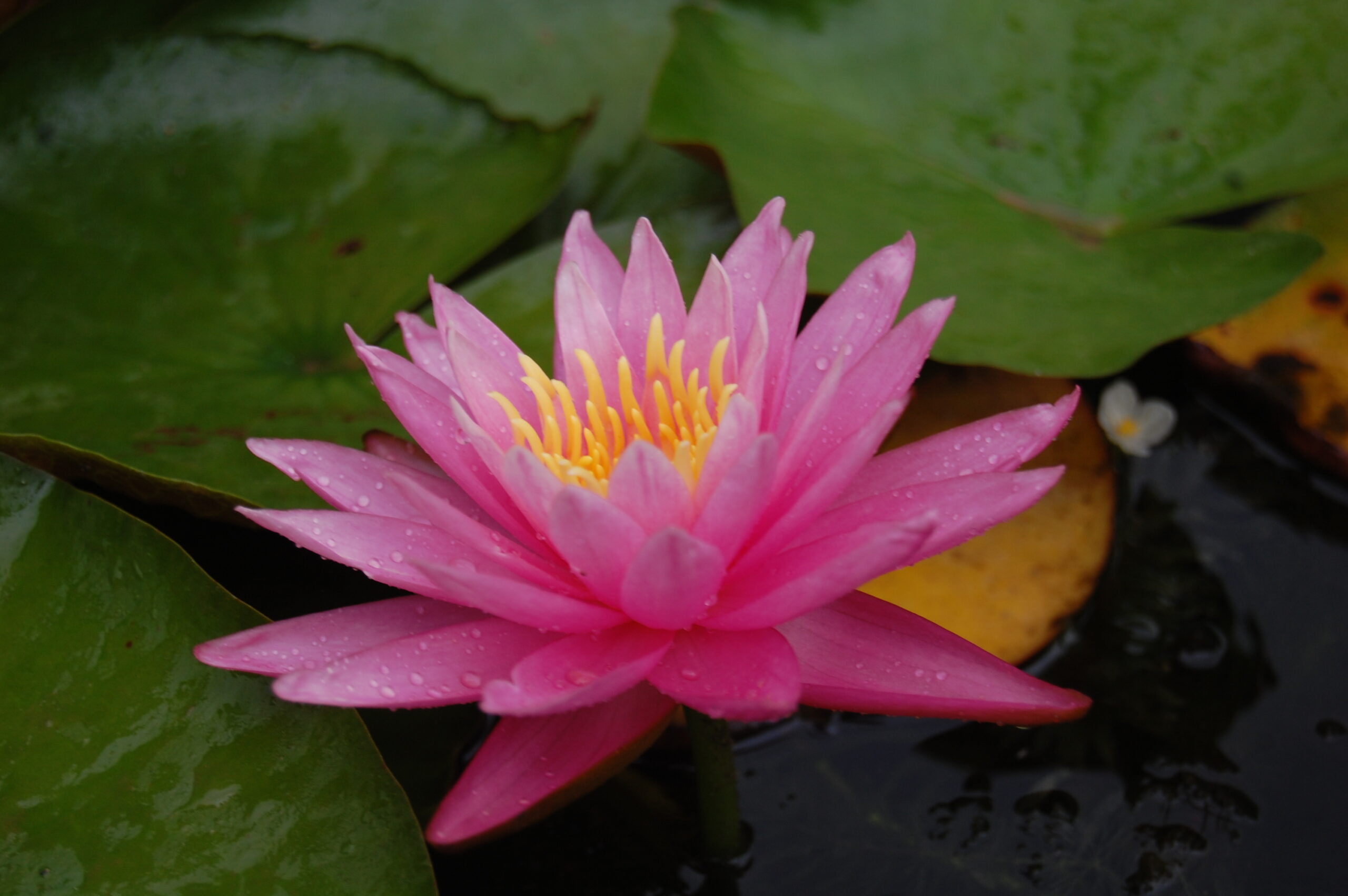 acheter nénuphar nymhaea Dallas for sale buy on line (8)