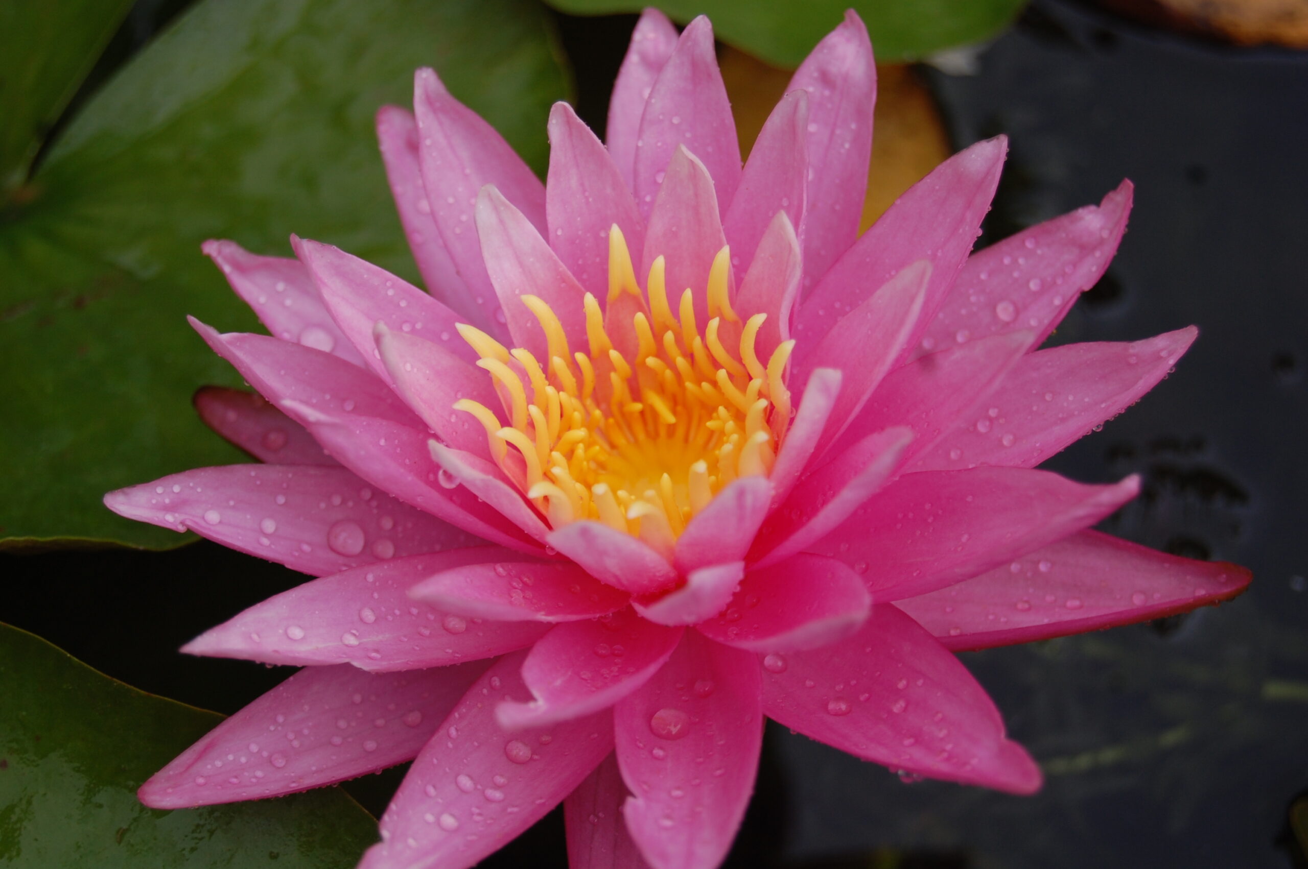 acheter nénuphar nymhaea Dallas for sale buy on line (9)