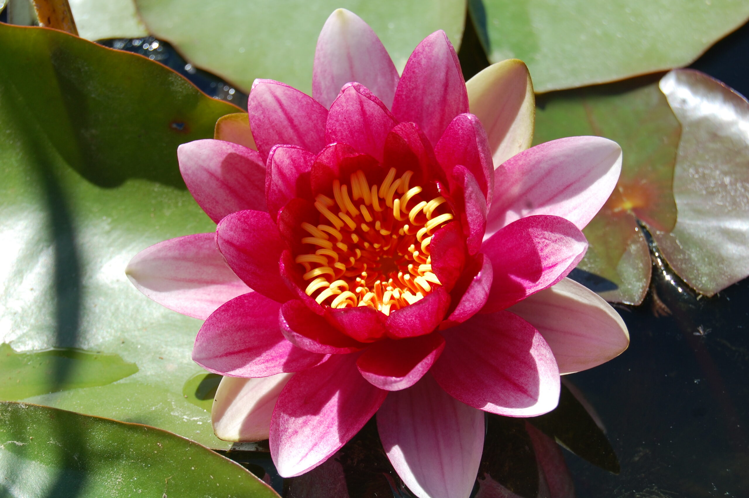 acheter nénuphar nymphaea Attraction for sale buy on line (1)