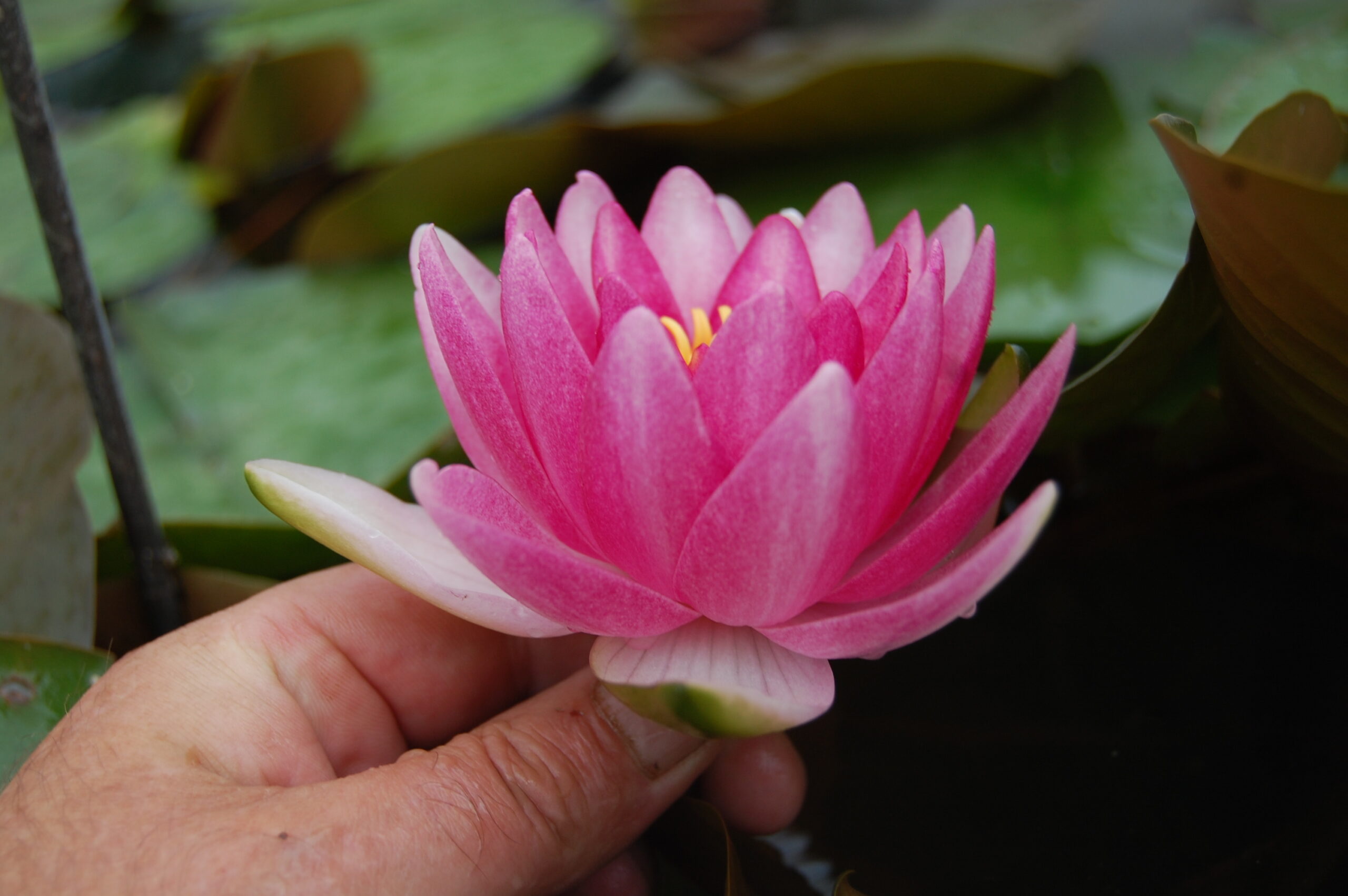 acheter nénuphar nymphaea Attraction for sale buy on line (12)