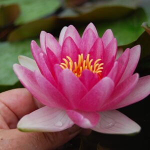acheter nénuphar nymphaea Attraction for sale buy on line (13)