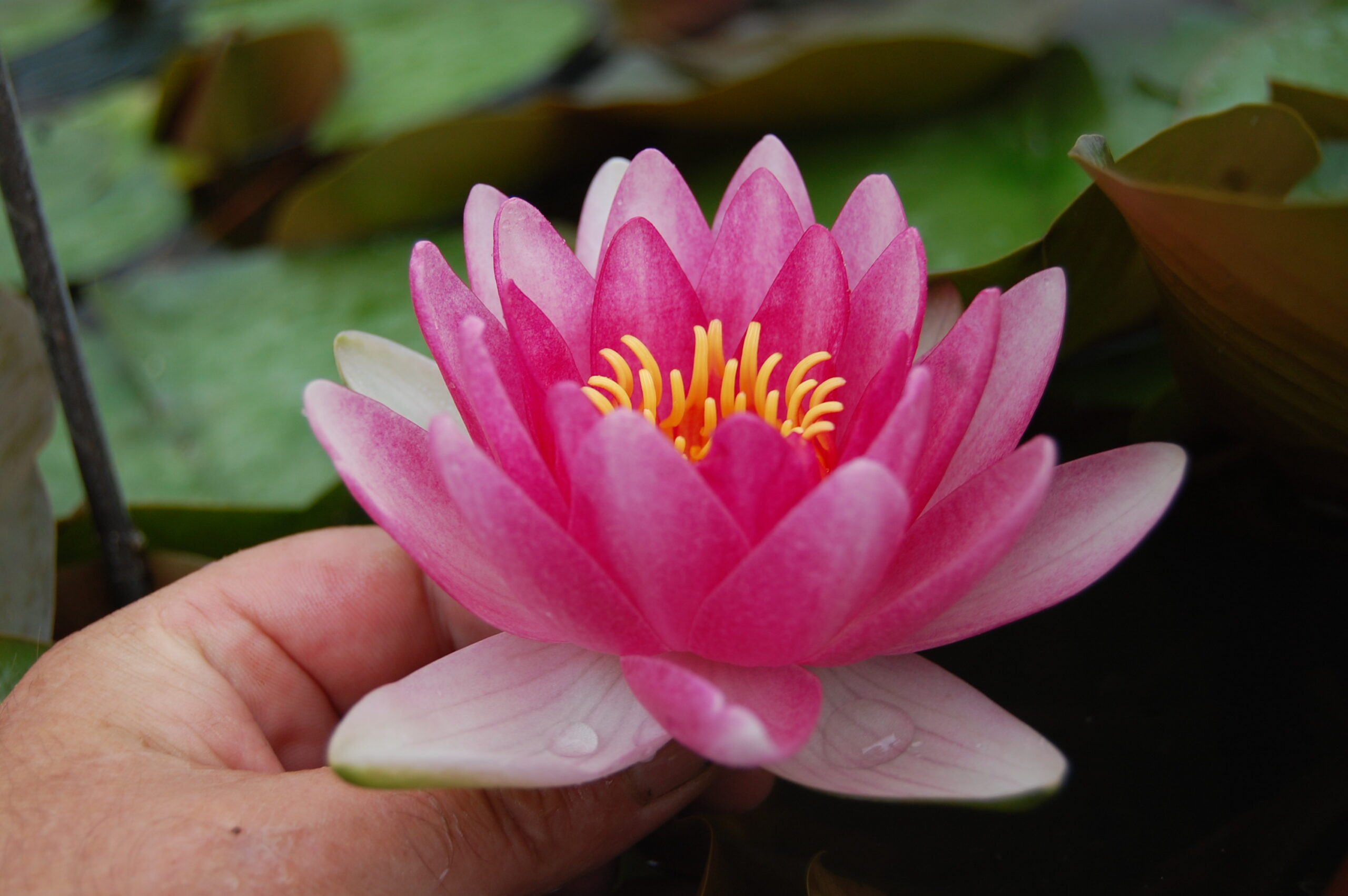 acheter nénuphar nymphaea Attraction for sale buy on line (13)