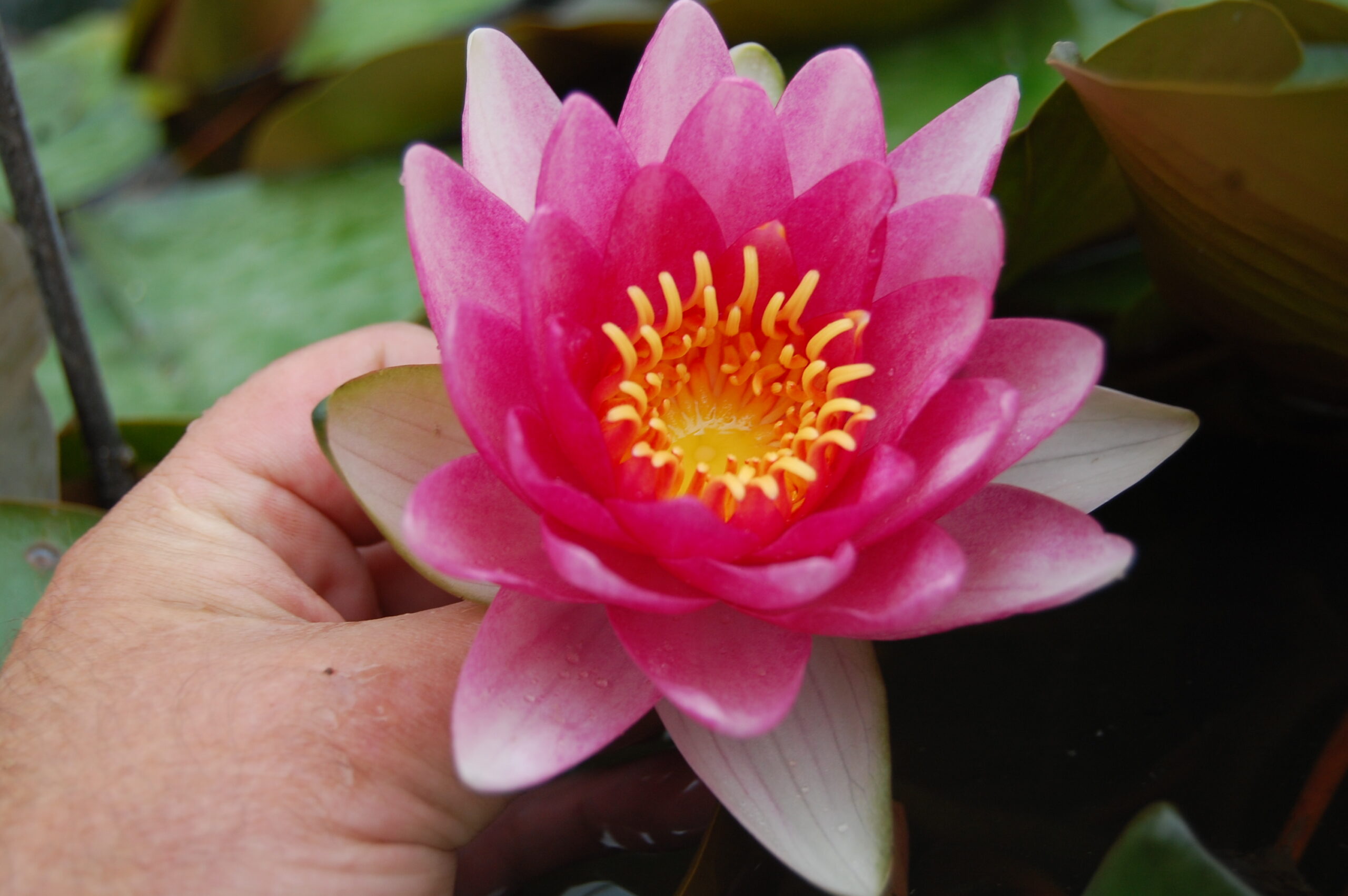 acheter nénuphar nymphaea Attraction for sale buy on line (17)