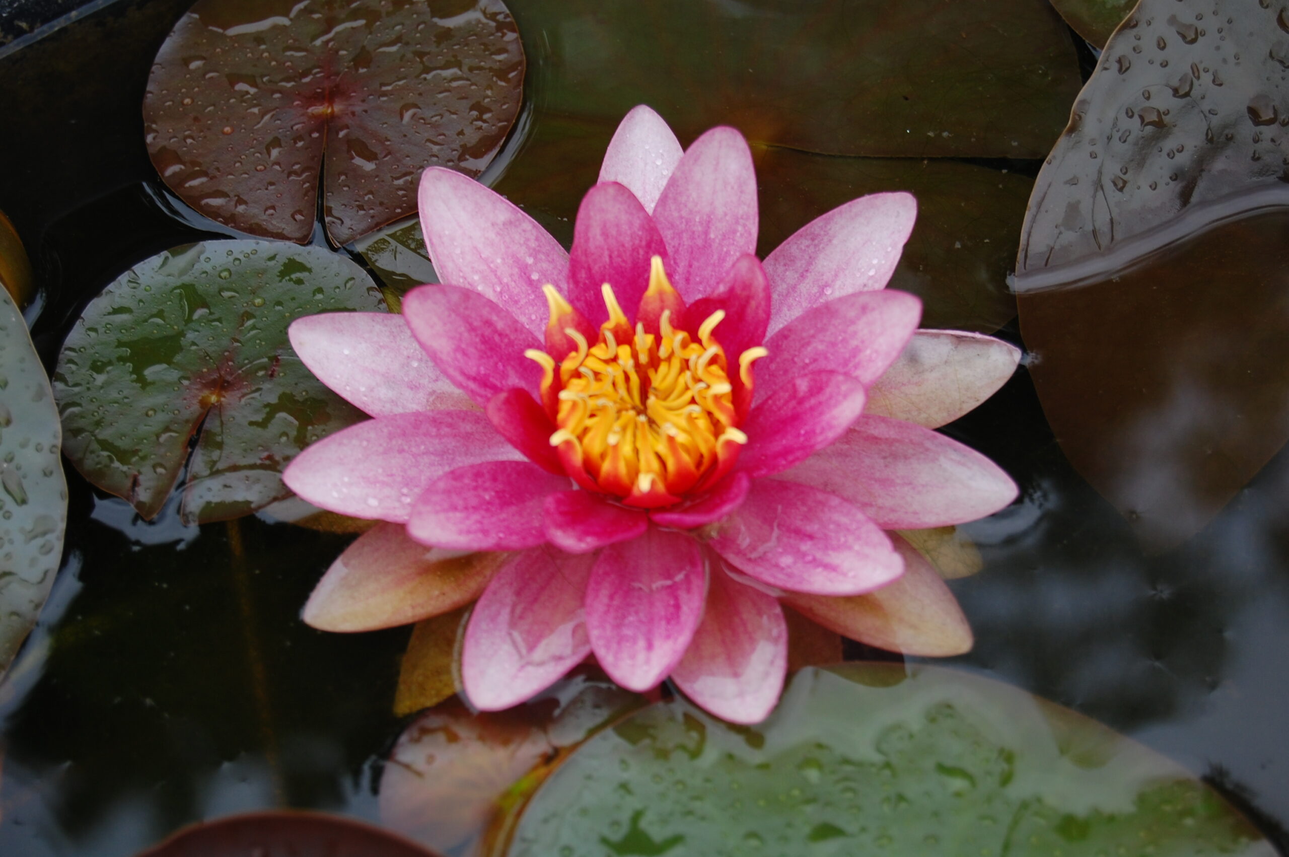 acheter nénuphar nymphaea Attraction for sale buy on line (62)