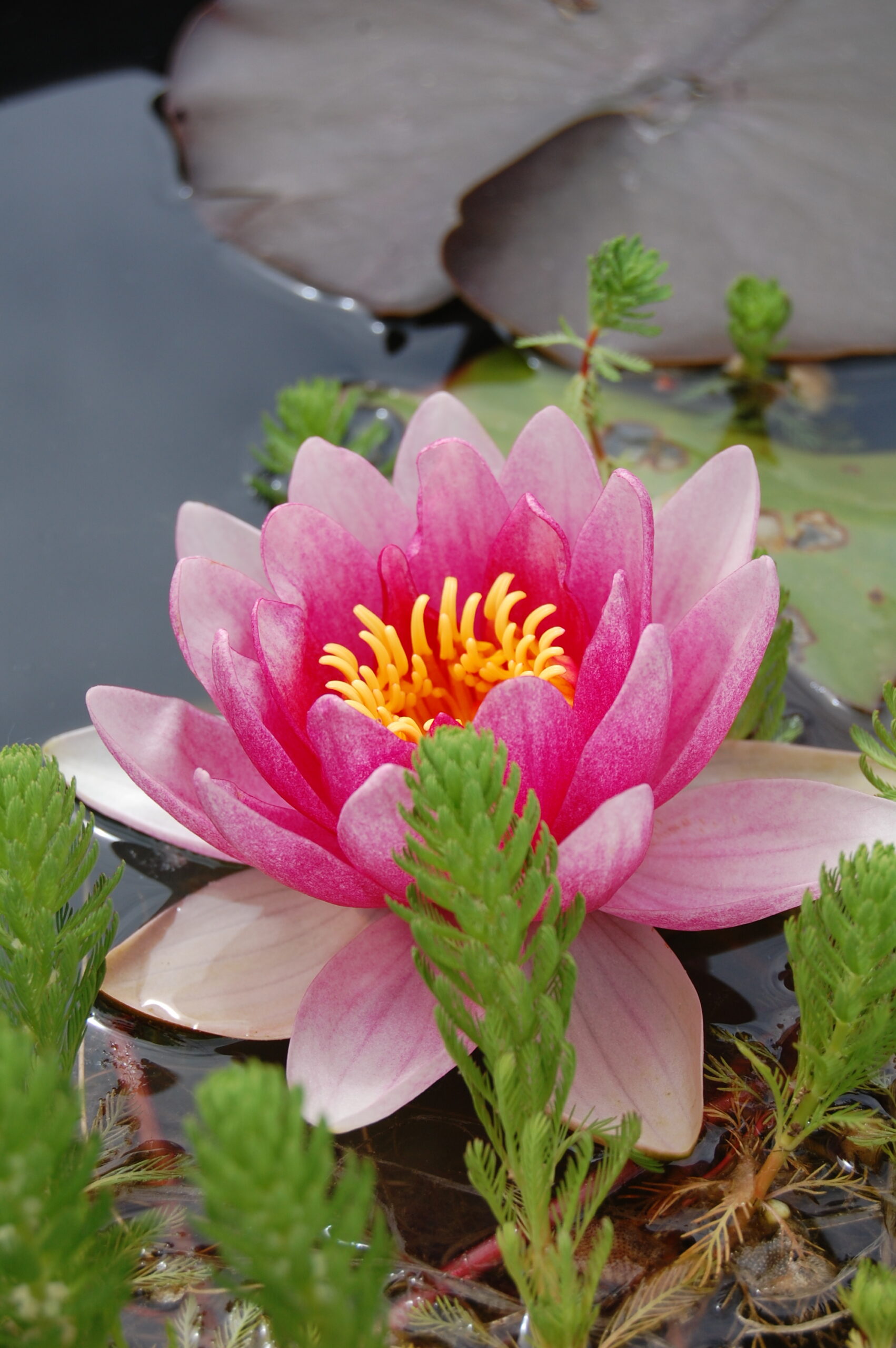 acheter nénuphar nymphaea Attraction for sale buy on line (66)