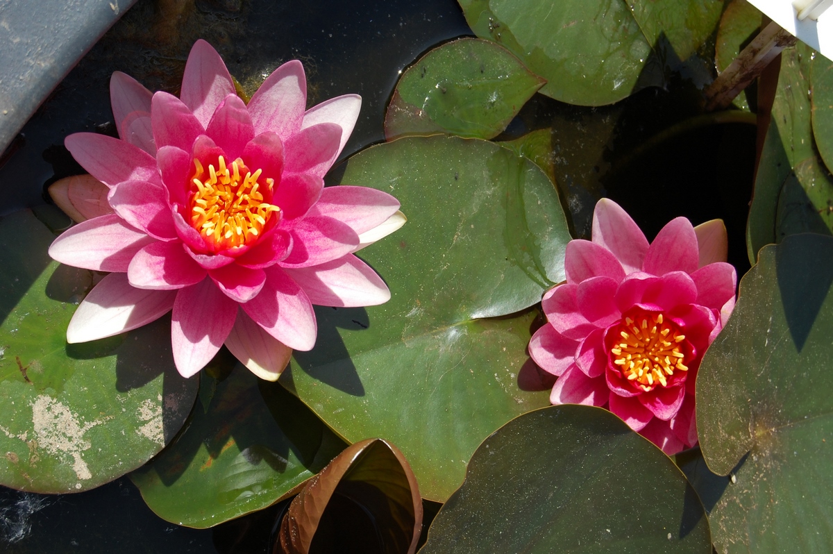 acheter nénuphar nymphaea Attraction for sale buy on line (67)