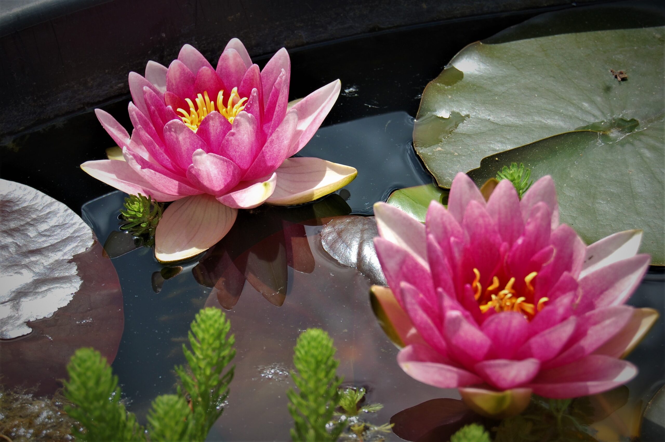acheter nénuphar nymphaea Attraction for sale buy on line (72)