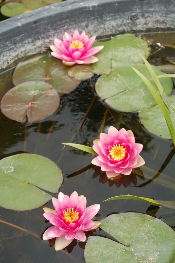 acheter nénuphar nymphaea Attraction for sale buy on line (75)