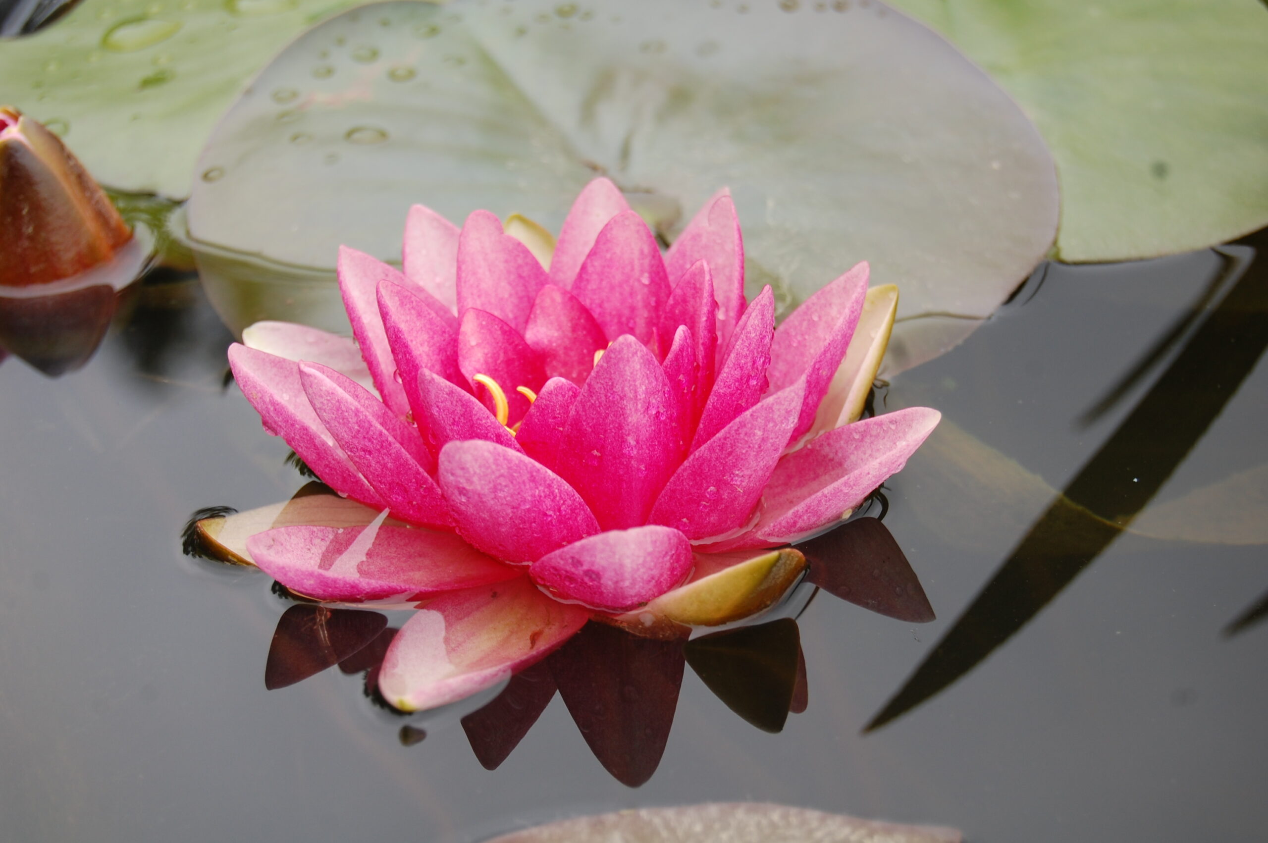 acheter nénuphar nymphaea Attraction for sale buy on line (80)