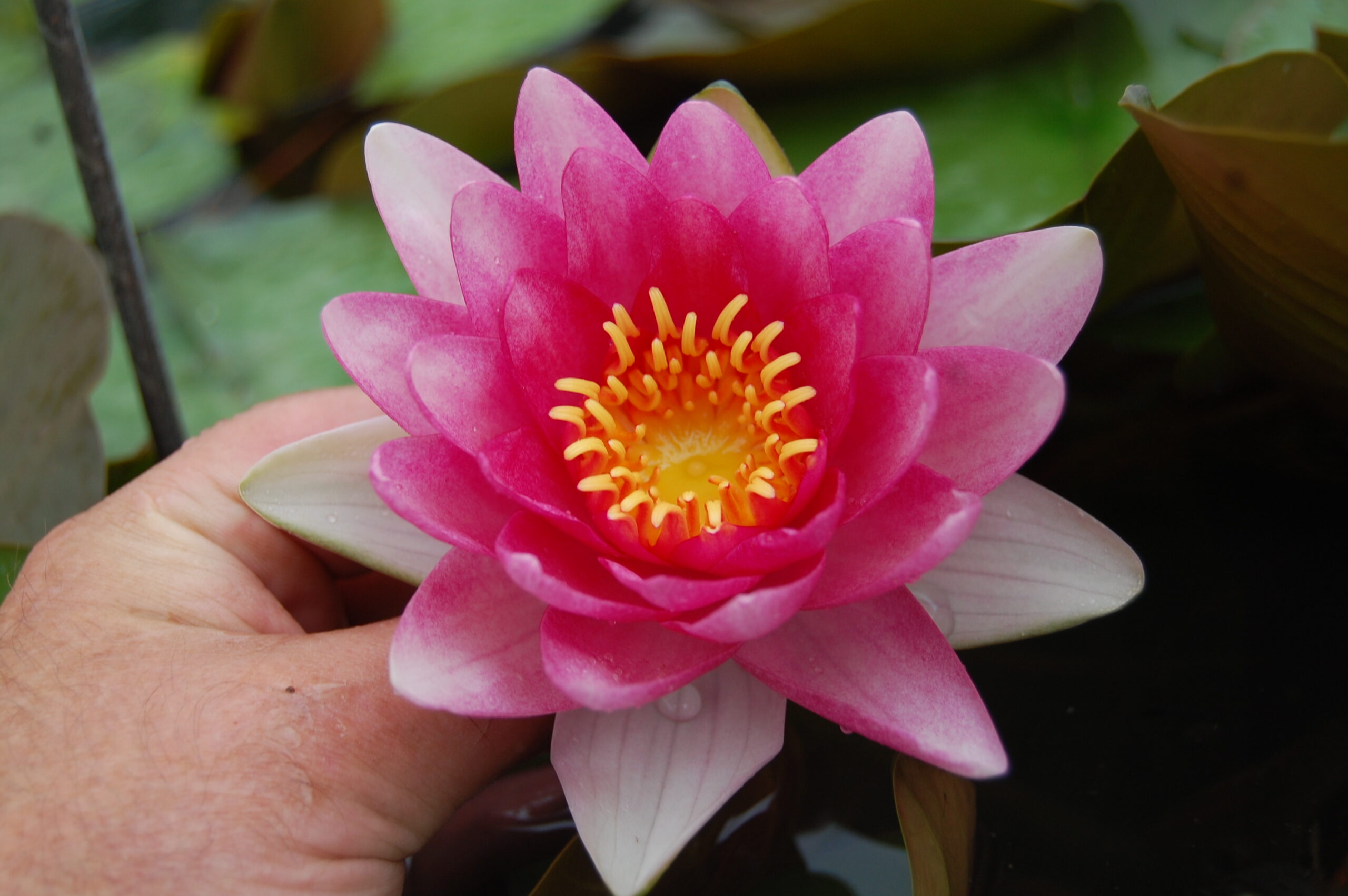 acheter nénuphar nymphaea Attraction for sale buy on line (9)