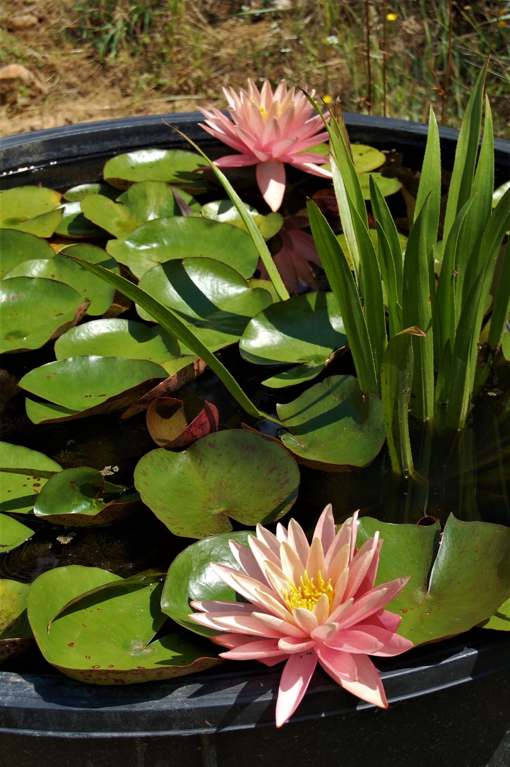 acheter nénuphar nymphaea Bel Inconnu for ale buy on line (1)
