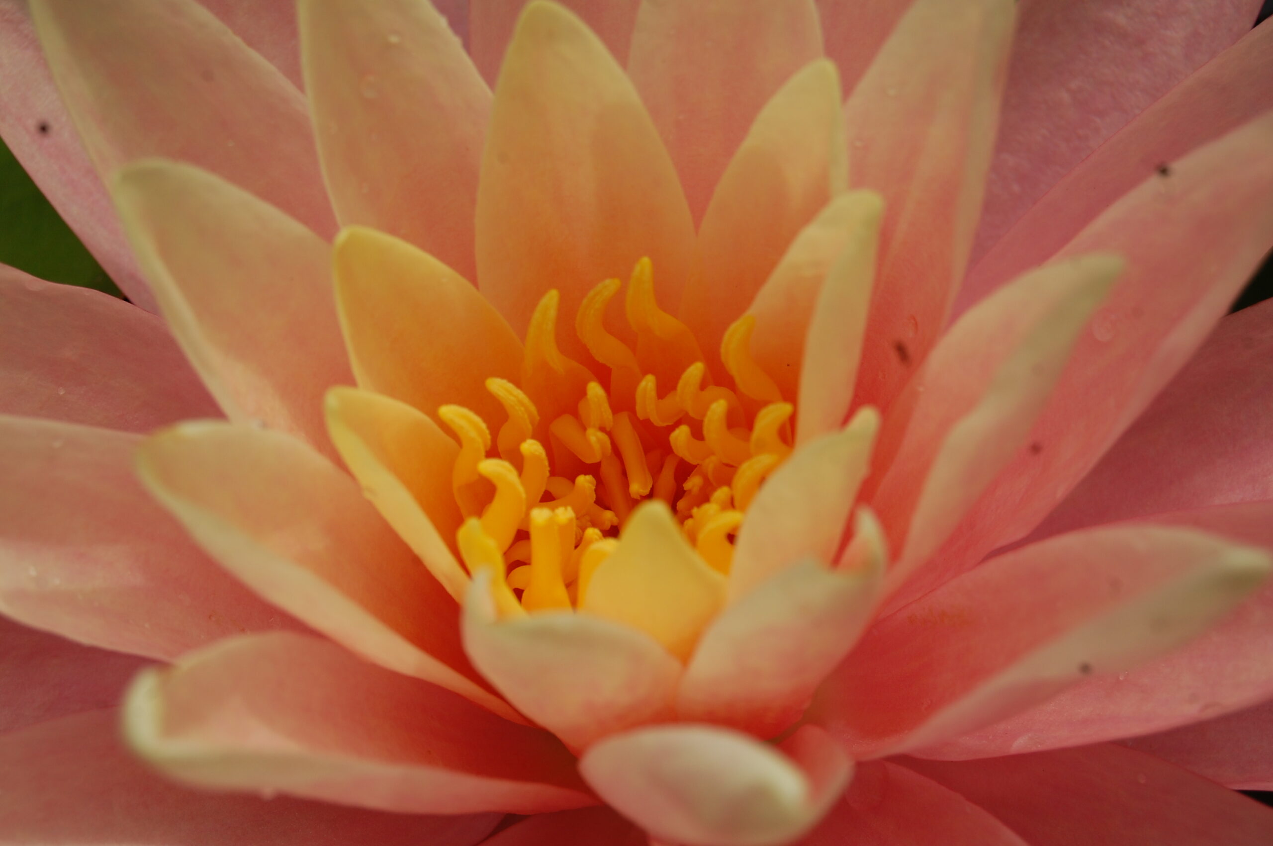 acheter nénuphar nymphaea Bel Inconnu for ale buy on line (10)