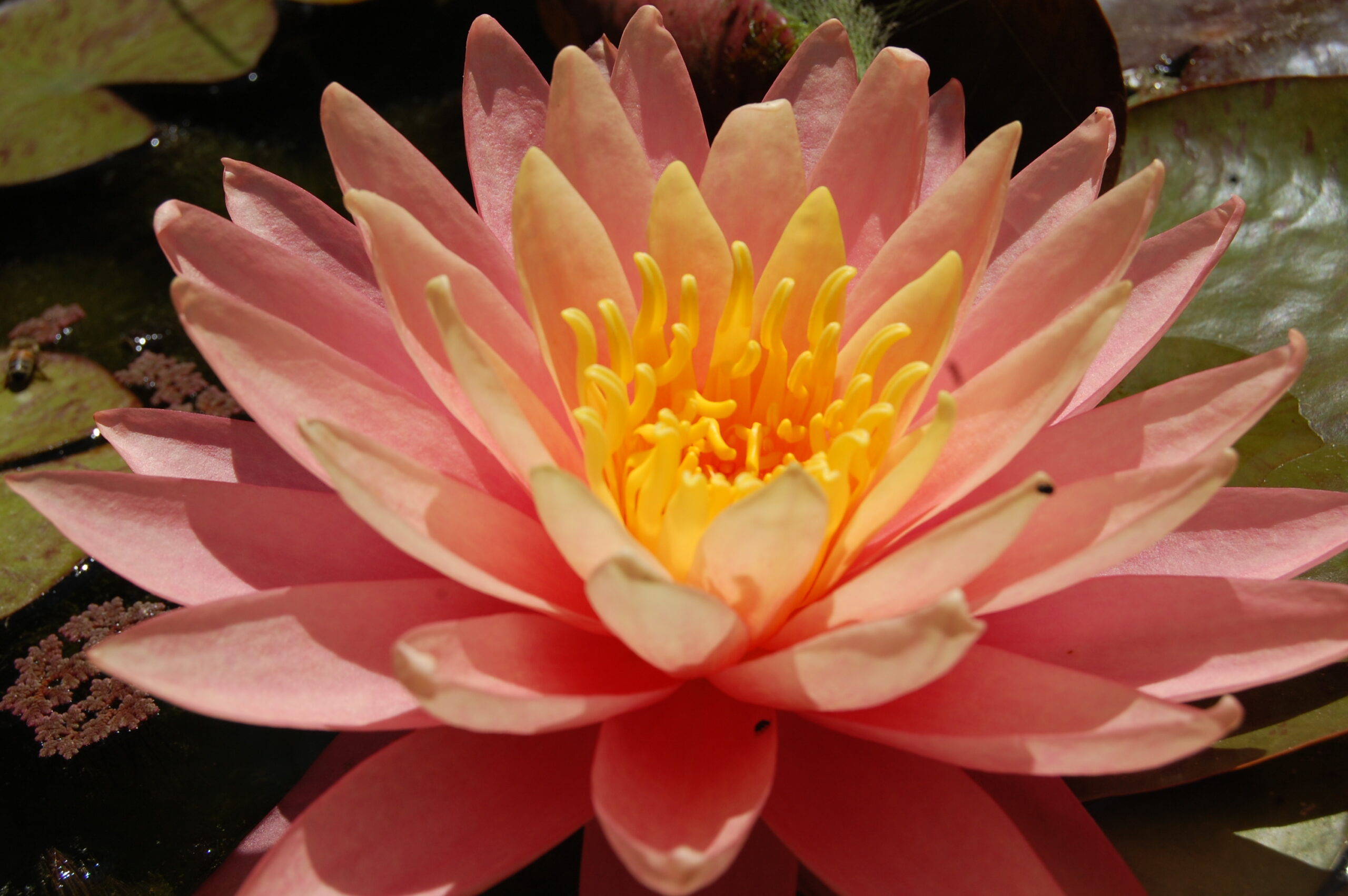 acheter nénuphar nymphaea Bel Inconnu for ale buy on line (12)