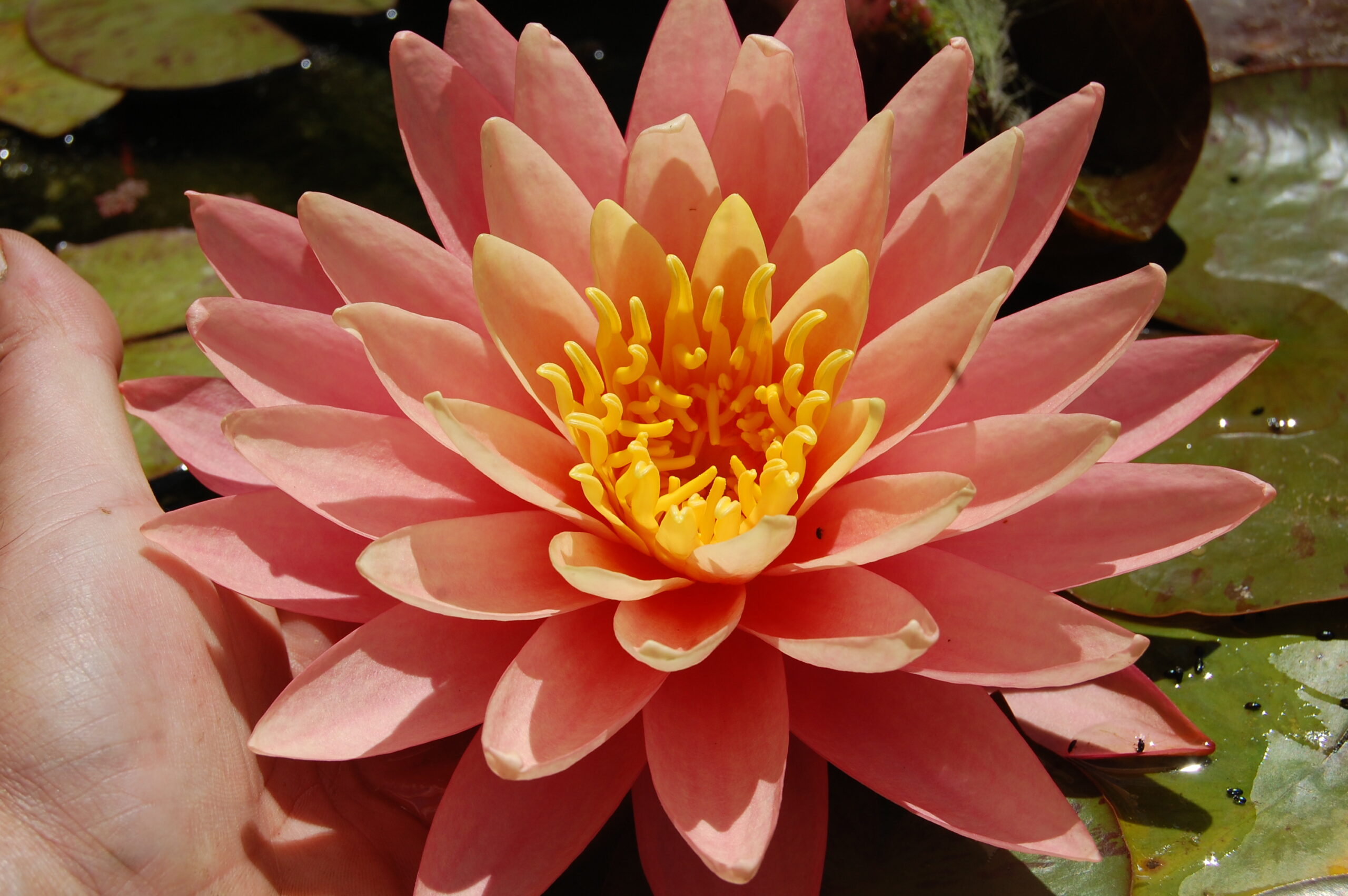 acheter nénuphar nymphaea Bel Inconnu for ale buy on line (13)