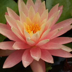 acheter nénuphar nymphaea Bel Inconnu for ale buy on line (2)