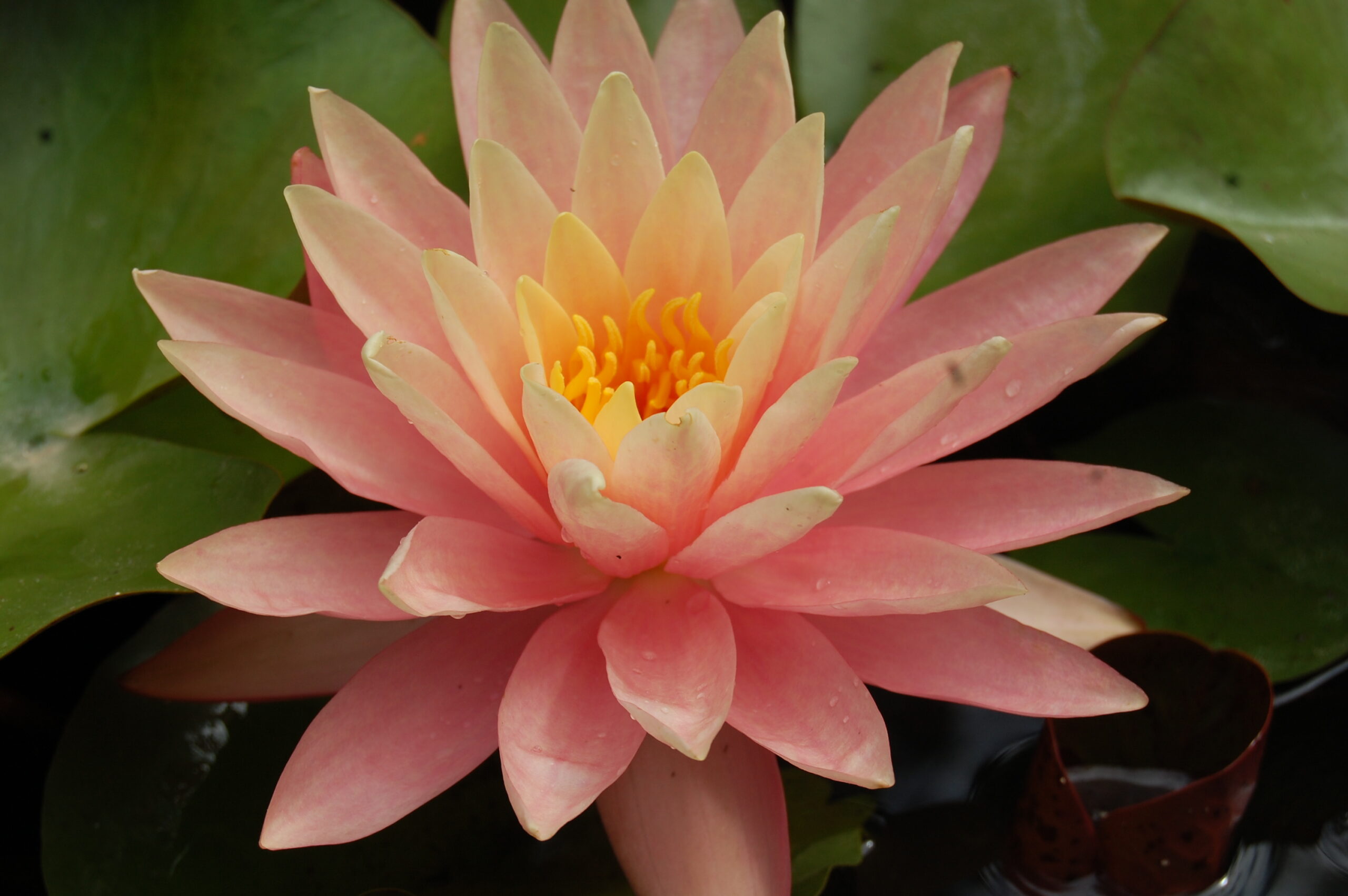 acheter nénuphar nymphaea Bel Inconnu for ale buy on line (2)