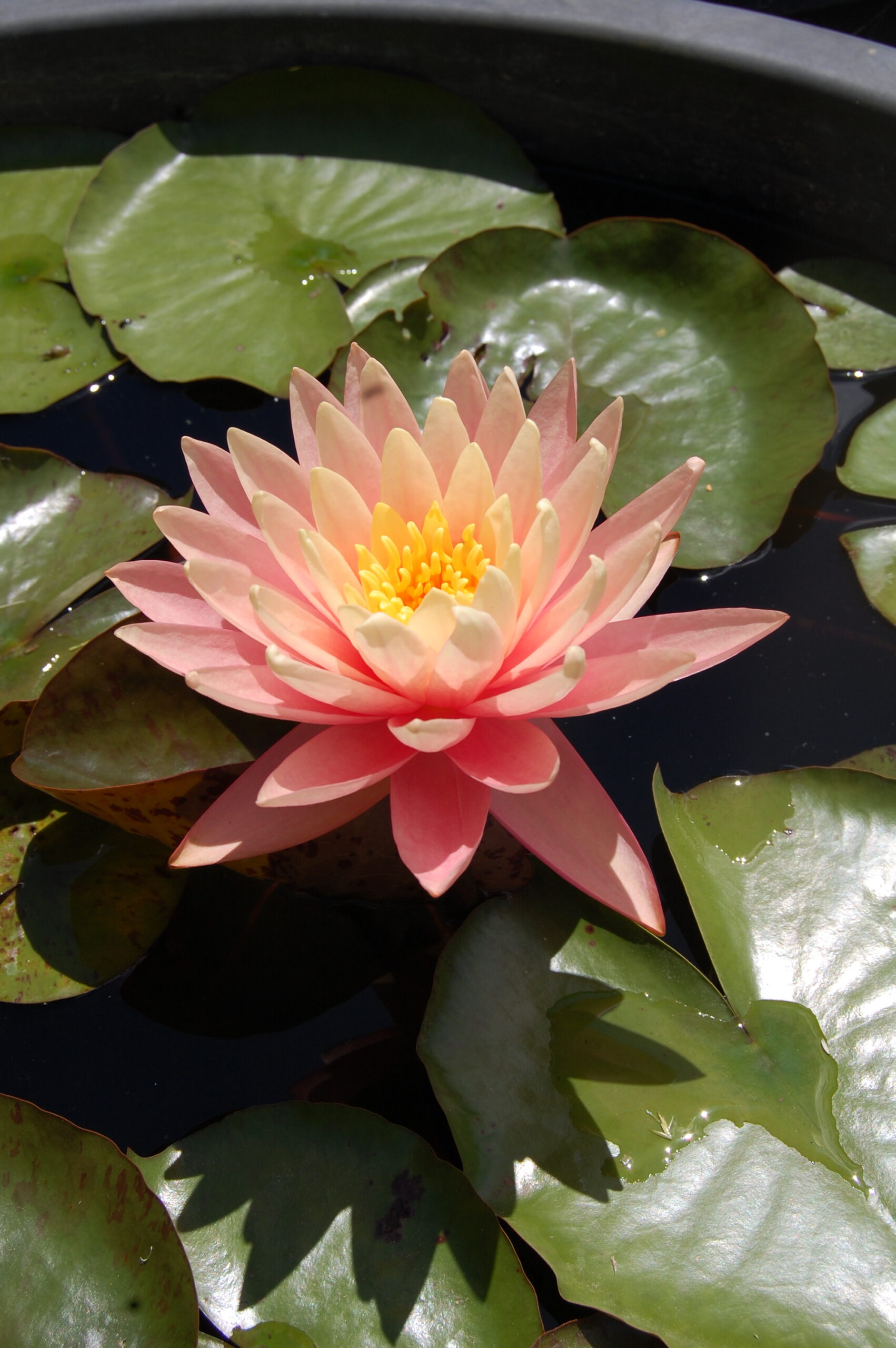 acheter nénuphar nymphaea Bel Inconnu for ale buy on line (37)