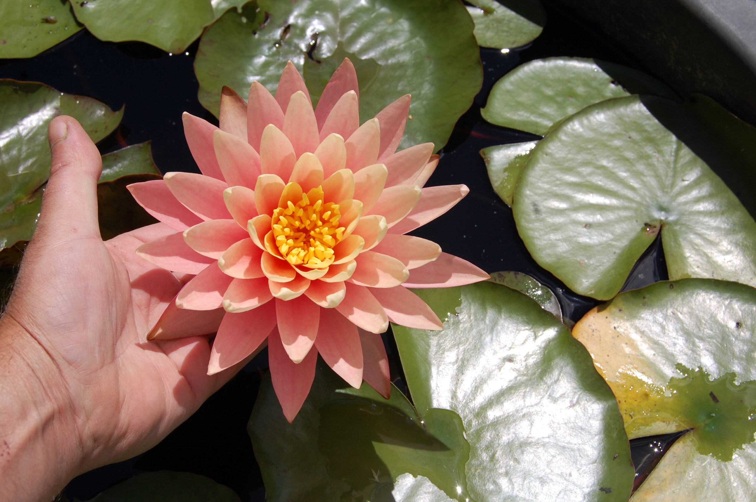 acheter nénuphar nymphaea Bel Inconnu for ale buy on line (38)
