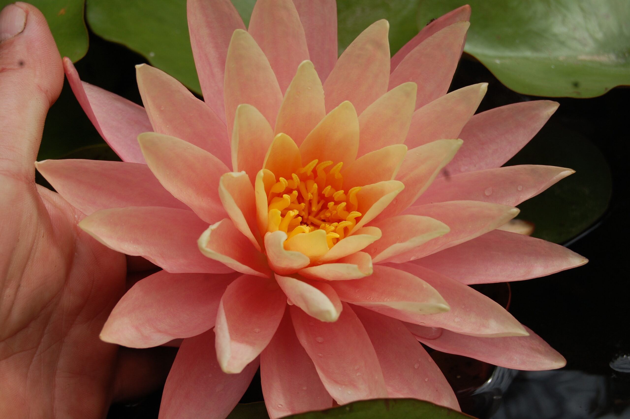 acheter nénuphar nymphaea Bel Inconnu for ale buy on line (5)
