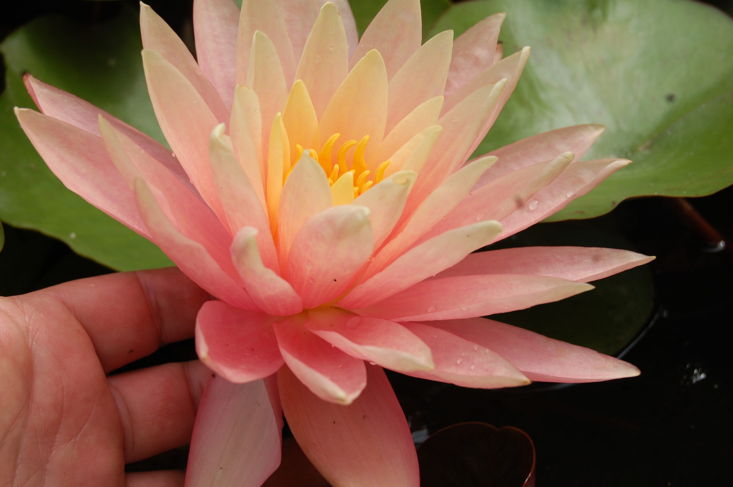 acheter nénuphar nymphaea Bel Inconnu for ale buy on line (7)
