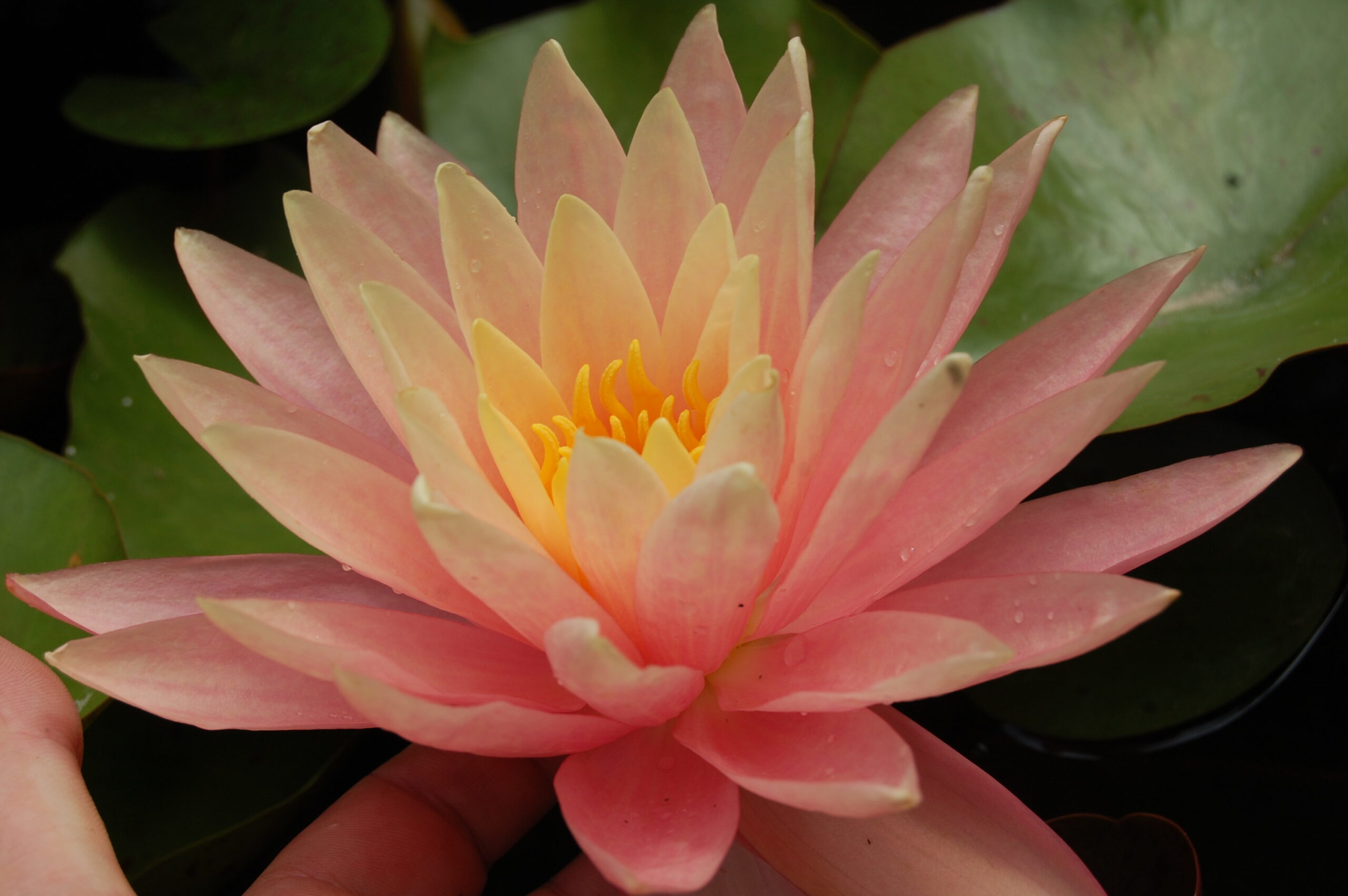 acheter nénuphar nymphaea Bel Inconnu for ale buy on line (8)