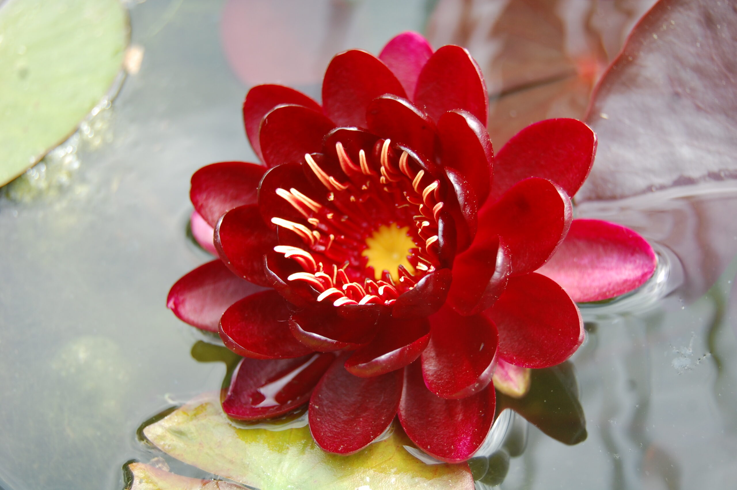 acheter nénuphar nymphaea Black Princess for sale buy on line (10)